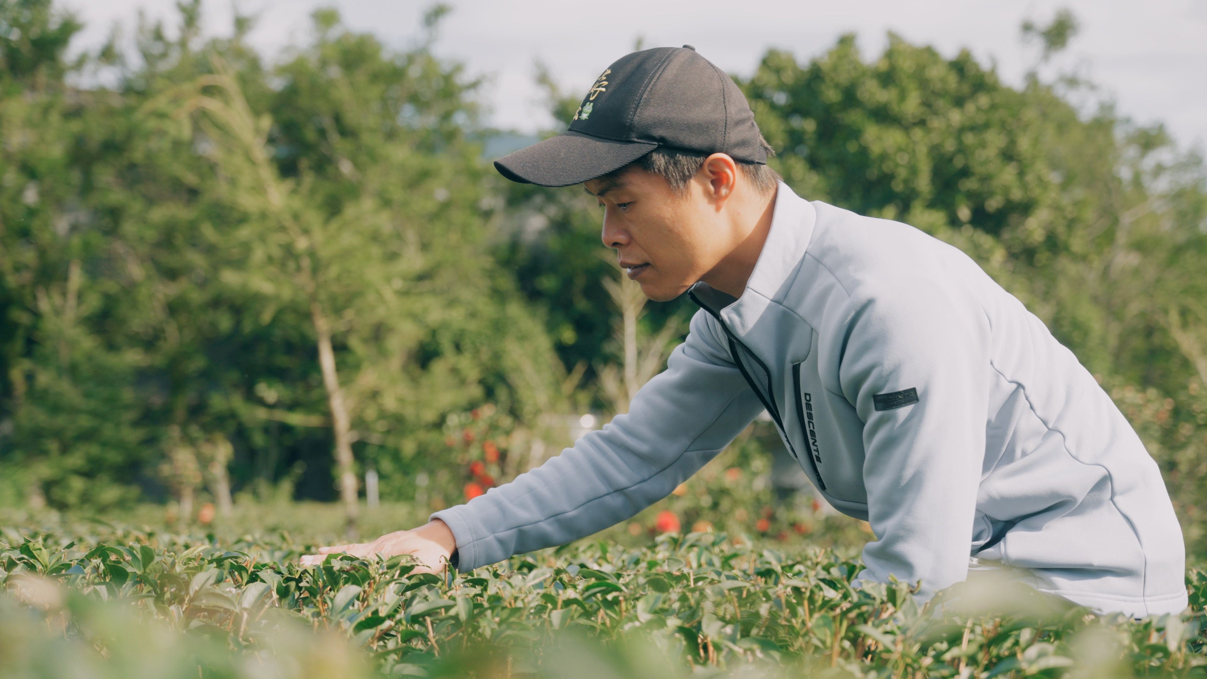 青農王盛翔專注的確認茶樹生長狀況