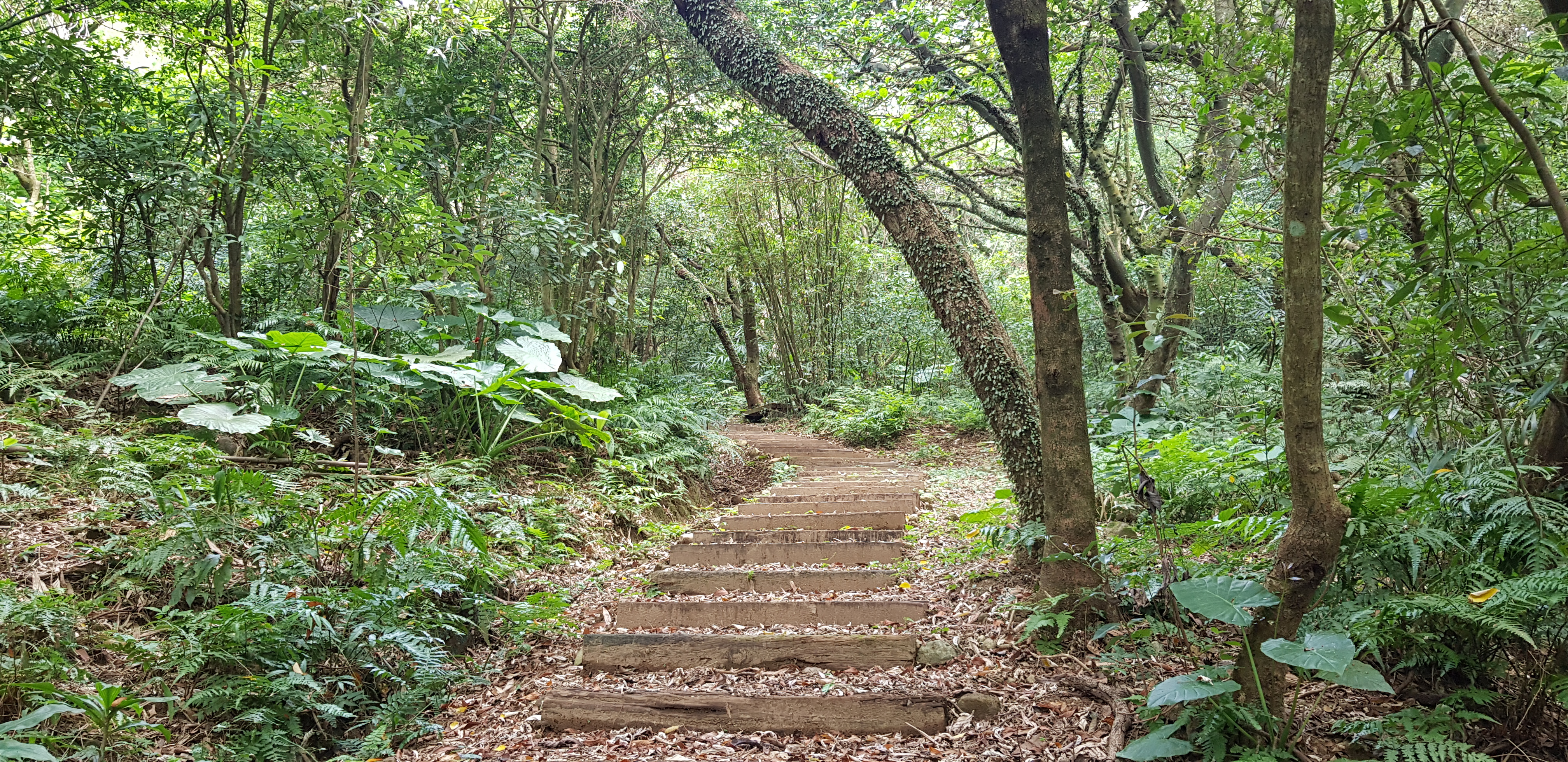  金山大路崁步道以古樸木階蜿蜒於茂密林間，豐富的蕨類與斑駁光影交織，展現幽靜的生態之美。
