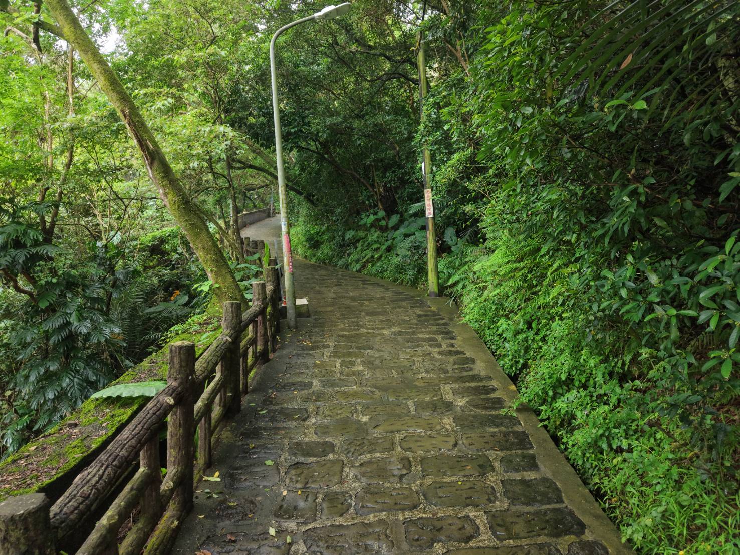  漫步土城朝山步道。古樸石磚、伸手可及的翠綠，最治癒人的芬多精洗禮。