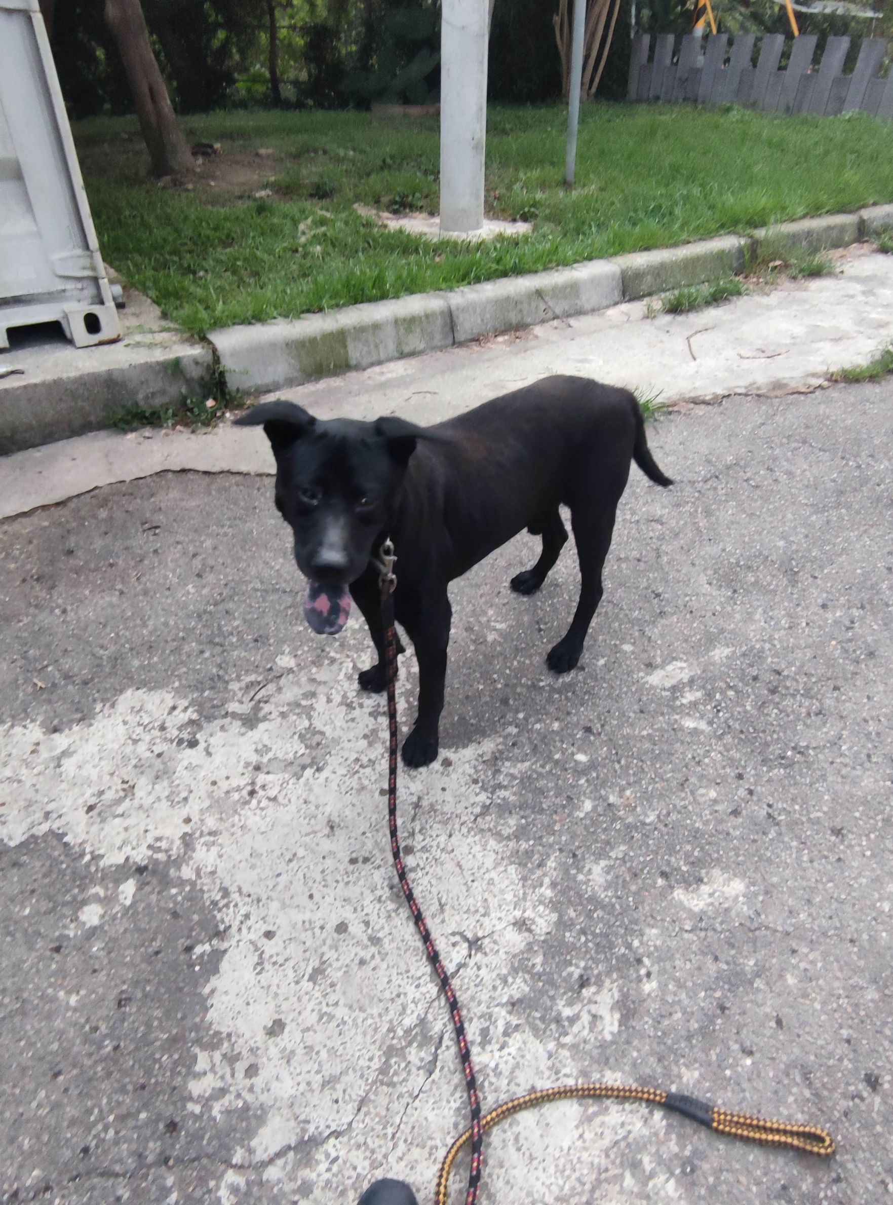  黑色中大型米克斯老犬「憨憨」