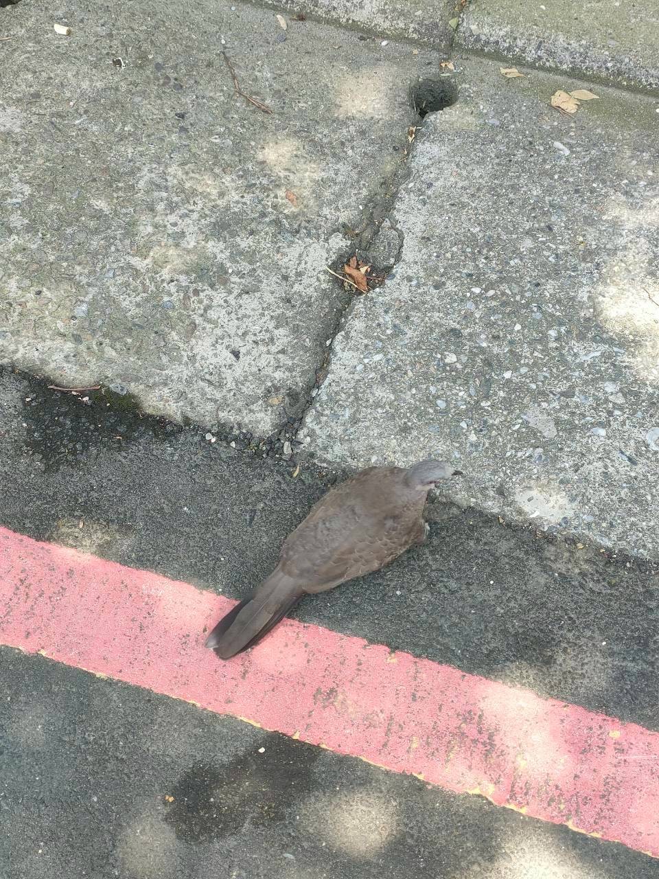 珠頸斑鳩為都市常見之原生種鳥類。