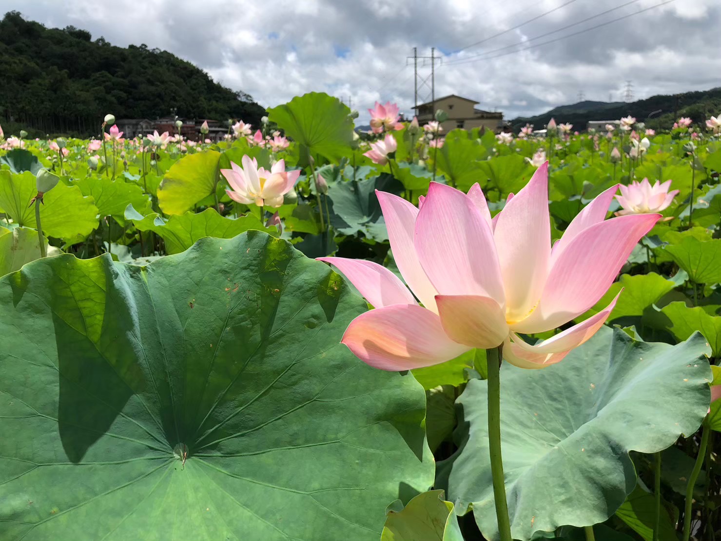 圖2.雙溪區上林荷花園粉色荷花綻放姿態、粉嫩動人(雙溪區公所提供資料照片)。