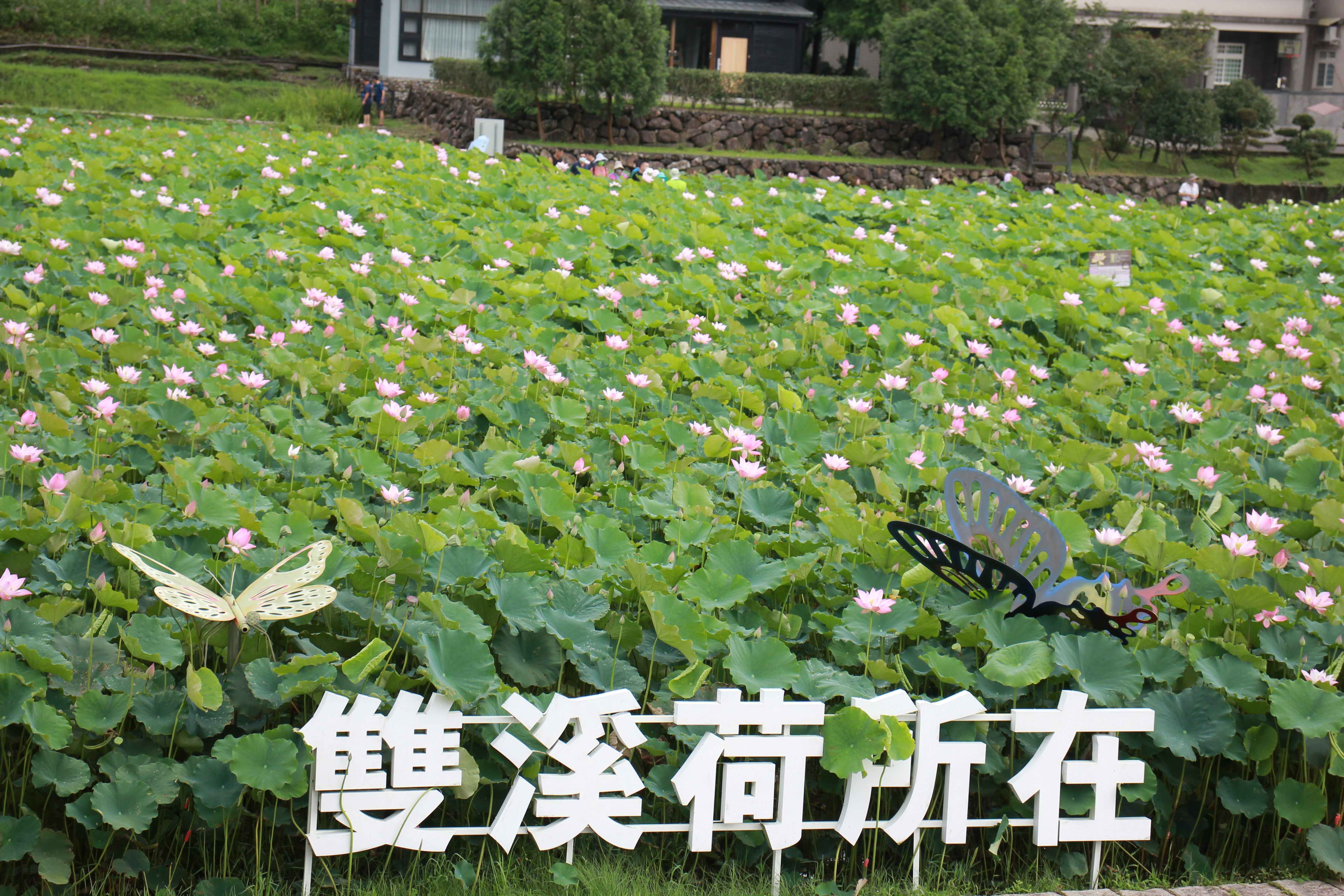 圖3.盛開的粉荷吸引民流連花海，是爭相拍照好所在(雙溪區公所提供資料照片)。