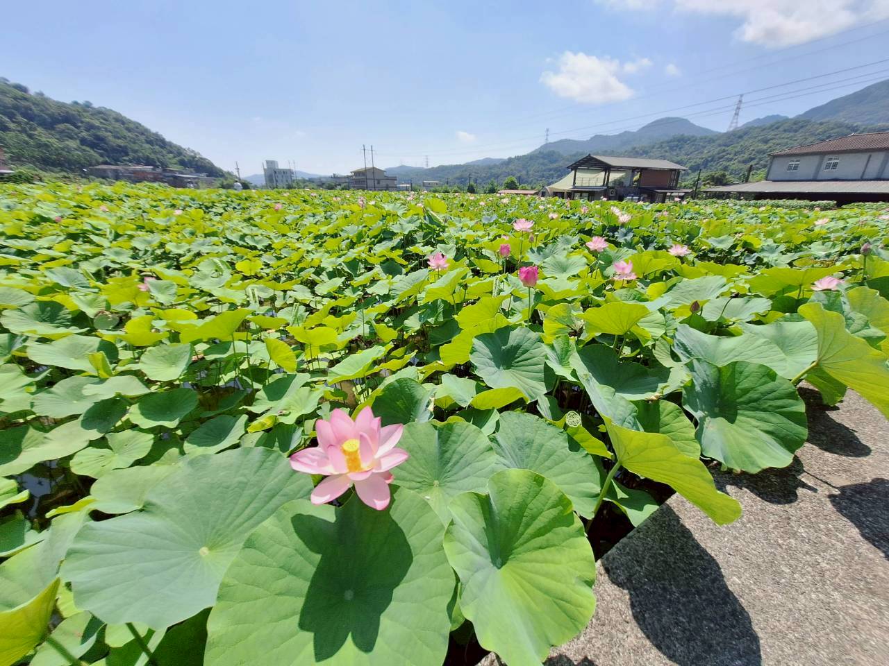 圖4.雙溪上林荷花園6月初拍攝花況約3成，預計6月中旬進入最佳賞花期。(雙溪區公所提供現況照片)
