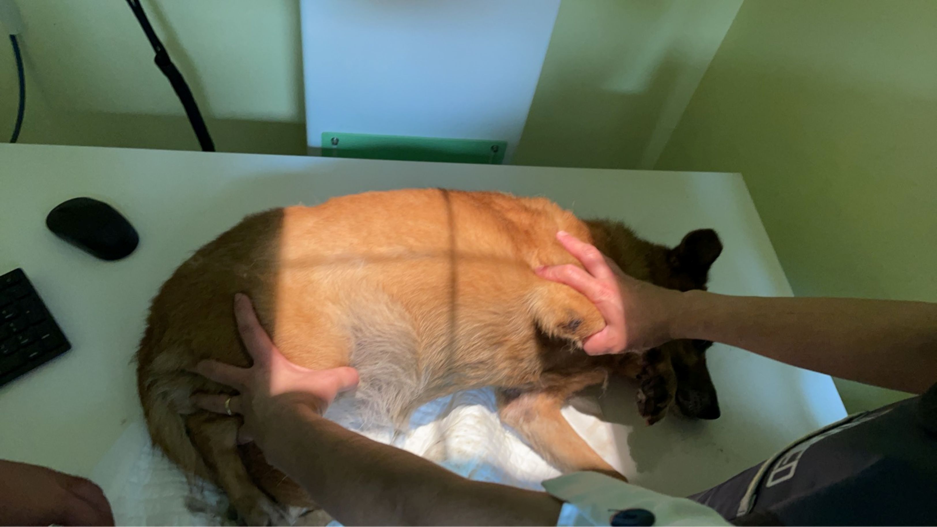 受虐犬隻先送往動物醫院驗傷，無外傷，有發燒、呼吸急促、眼睛受傷等症狀。