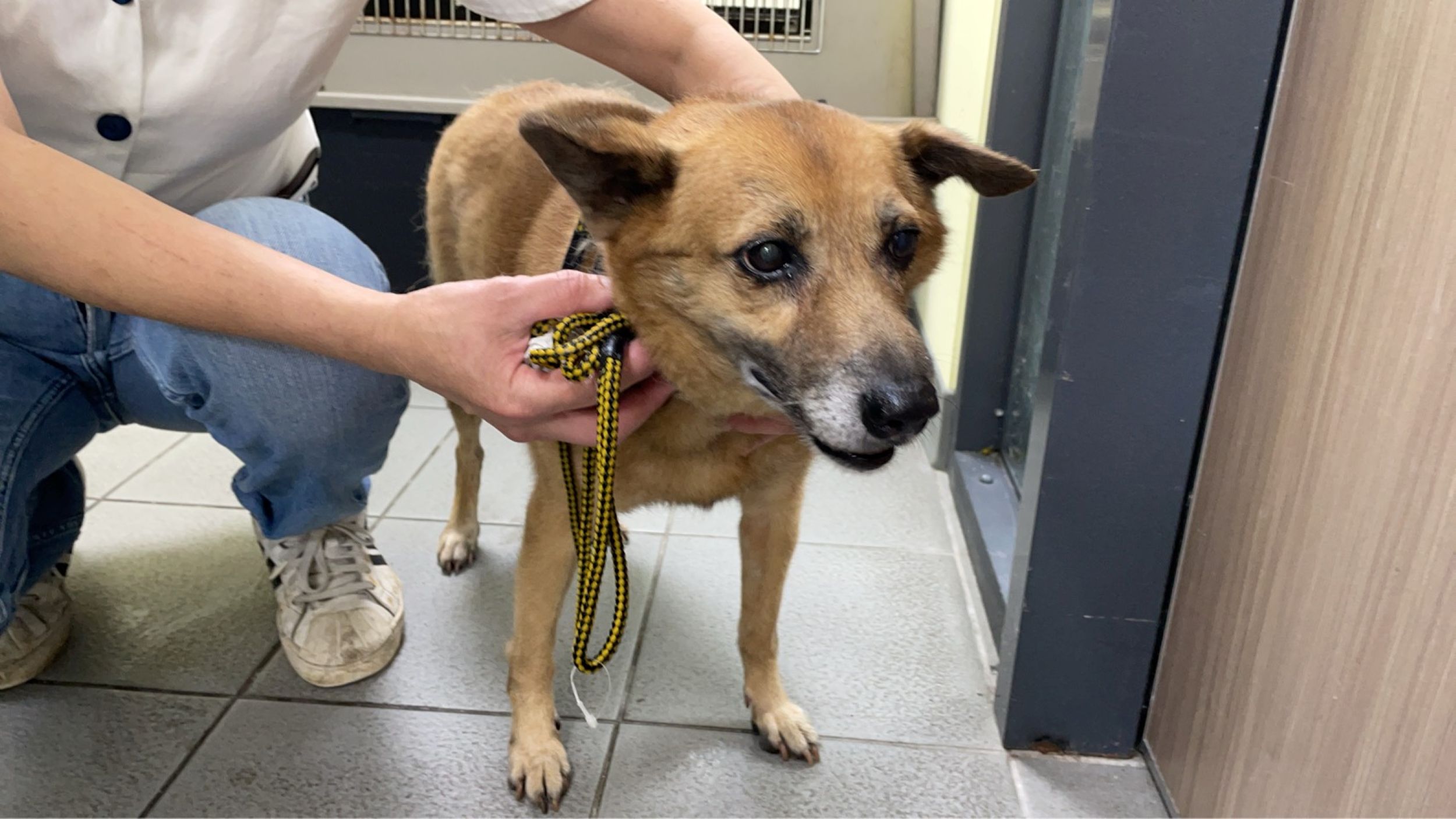 受虐犬隻安置於動保處。