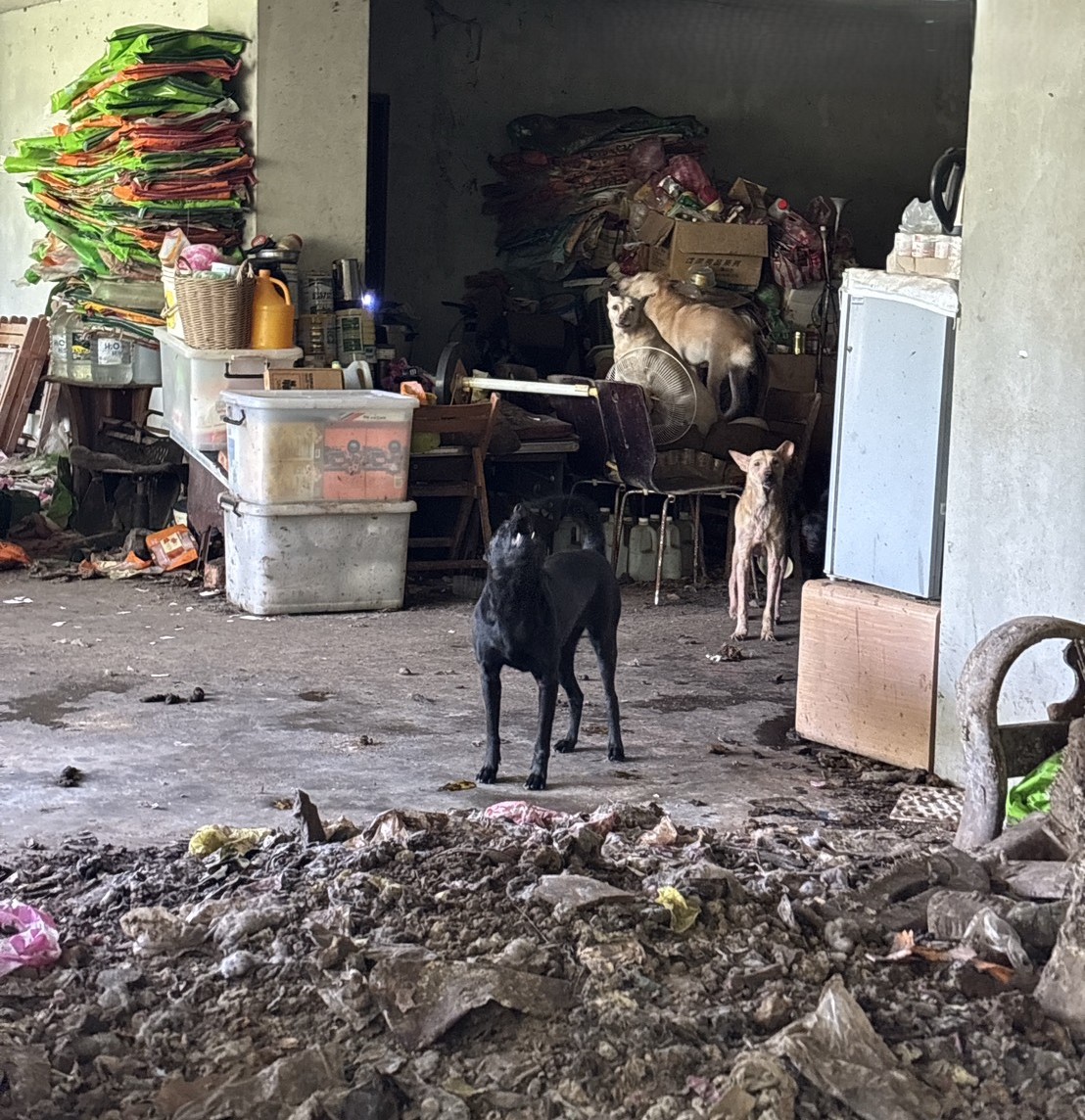 屋內遺留屋主生前飼養的6犬隻。
