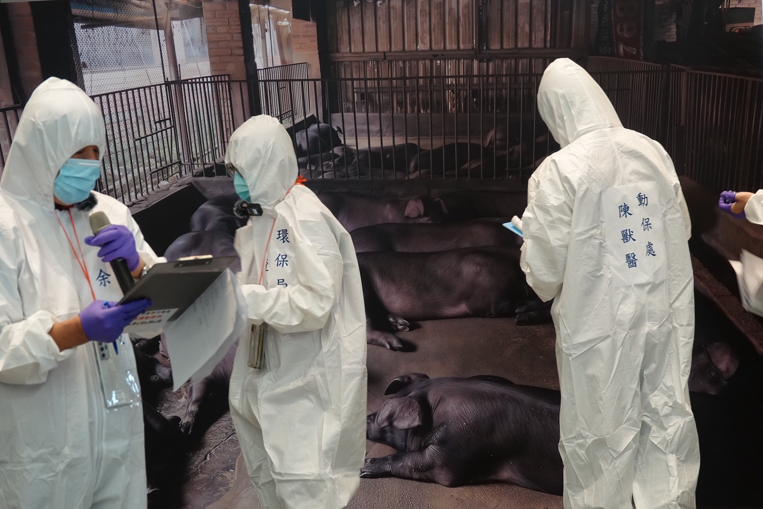 新北市動物防疫人員清點豬場死亡頭數