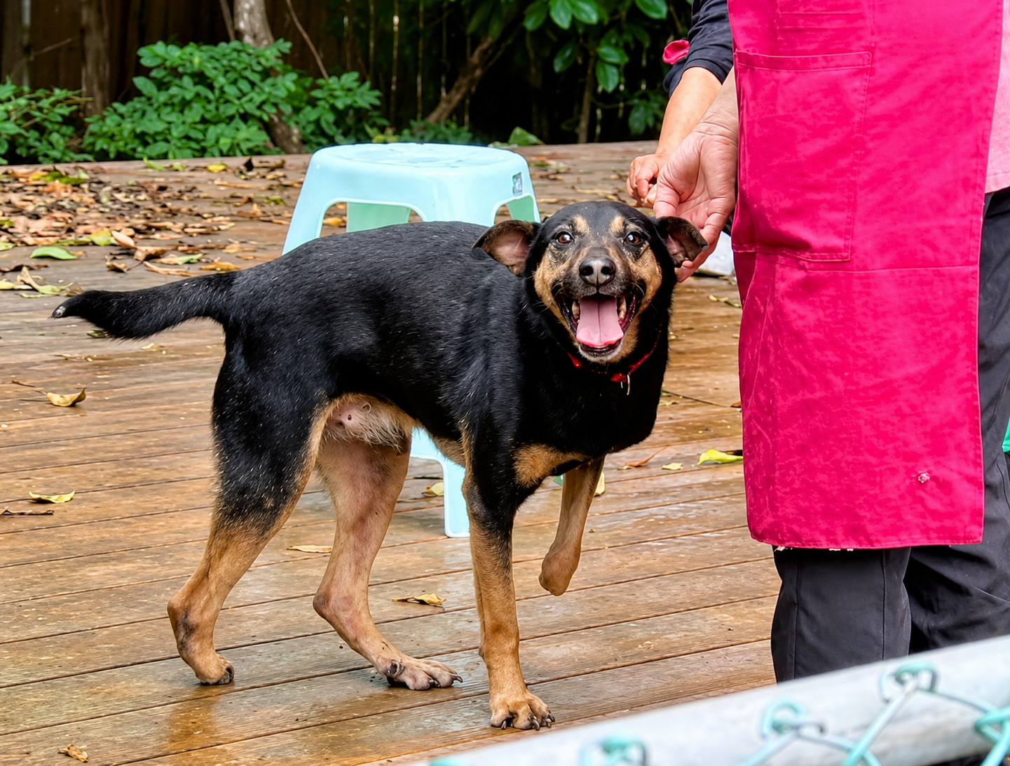 公犬「雙雙」僅剩前後各一隻腳掌