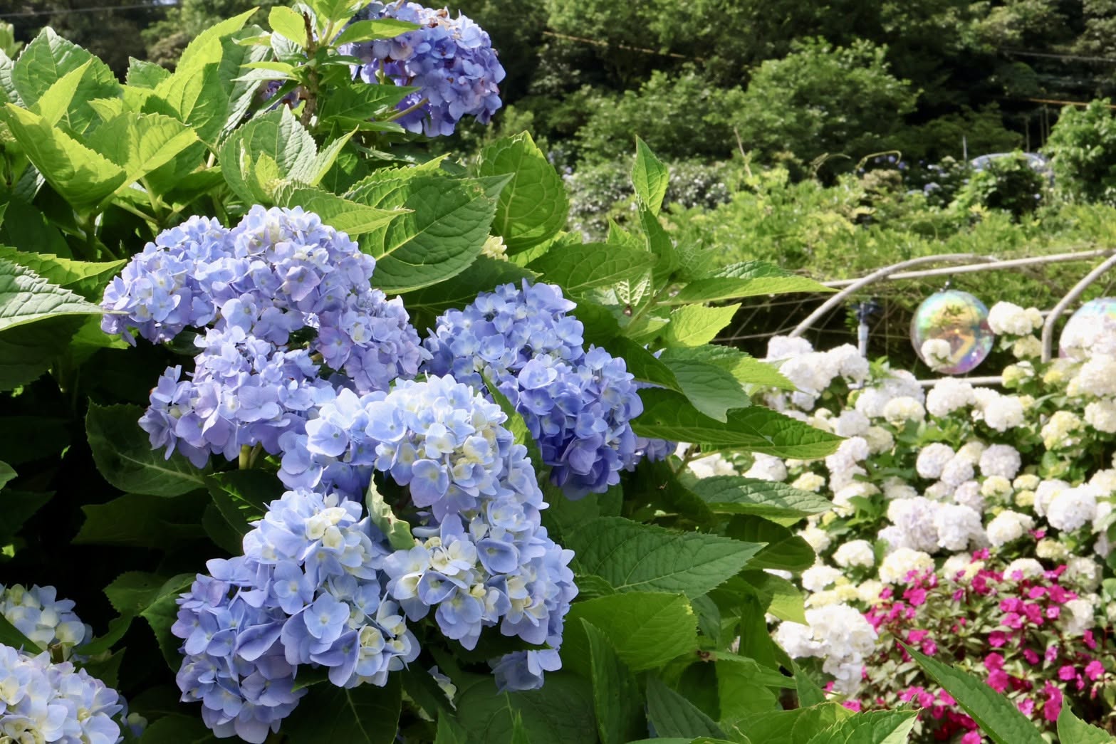 萬里高家繡球花海繽紛盛開，團簇花球開滿山谷，是夏季限定的絕美景色。