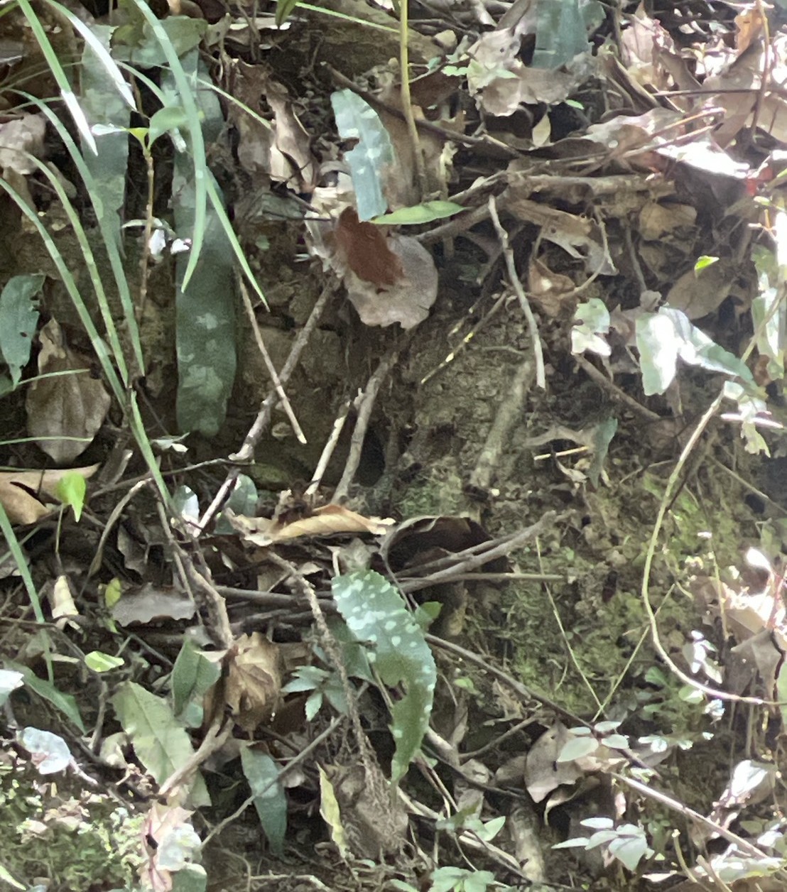  動保處日前接獲通報，民眾於三峽山區遭受蜂螫，現場確認為黑腹虎頭蜂