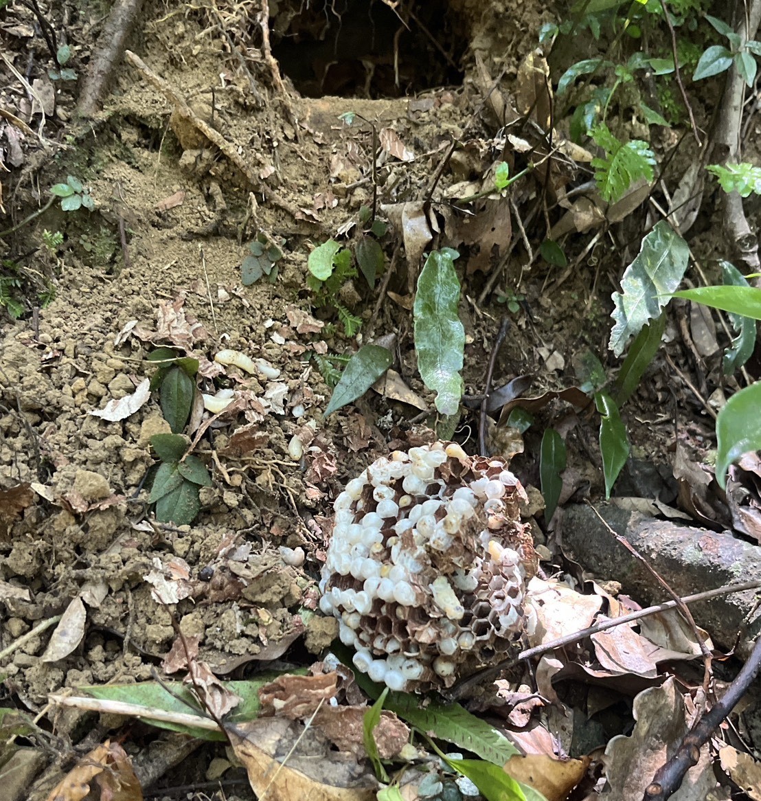  動保處隨即於當日完成蜂巢摘除