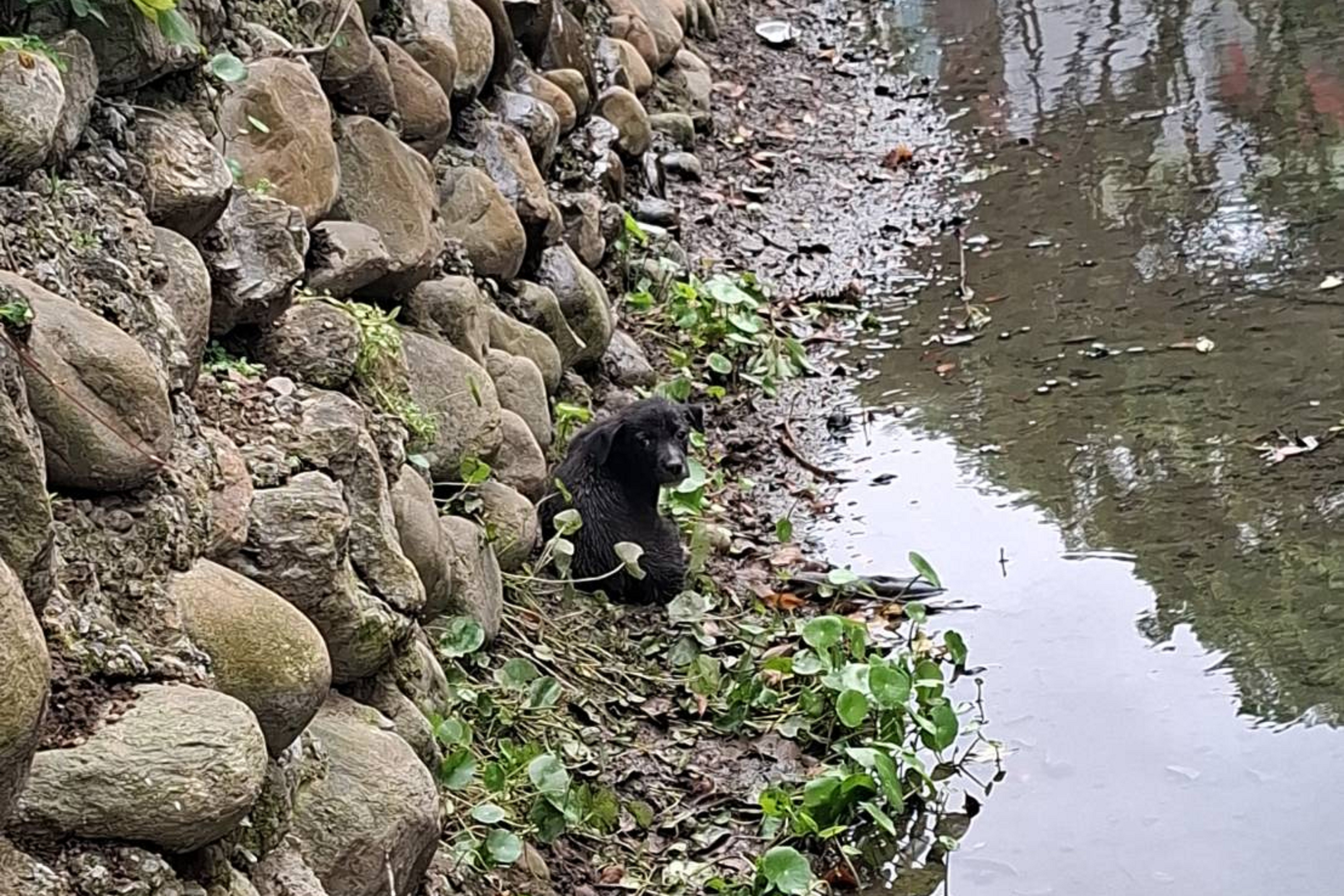 民眾通報，於土城區中央路三段281巷旁大排水溝內發現一隻受困幼犬