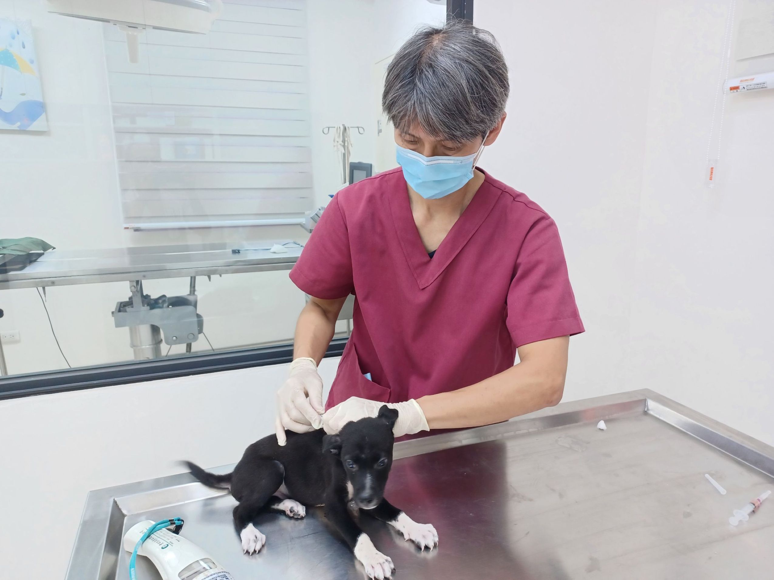 經獸醫師評估，幼犬約2個月大，身體狀況良好，未發現骨折或外傷情形