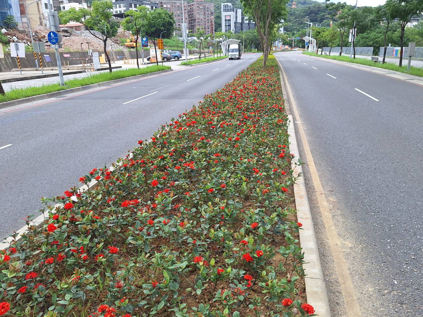 圖1.叢綠襯紅的仙丹花