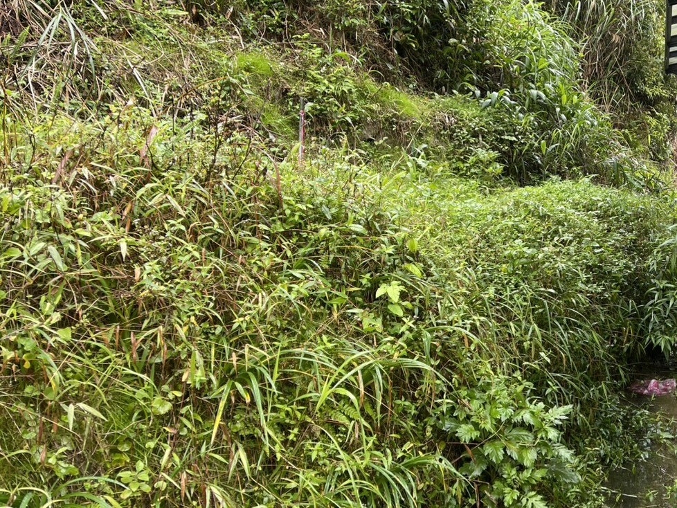 坪林區山坡地違規設置擋土牆，經新北市限期改正後已拆除擋土牆並植生覆蓋改正