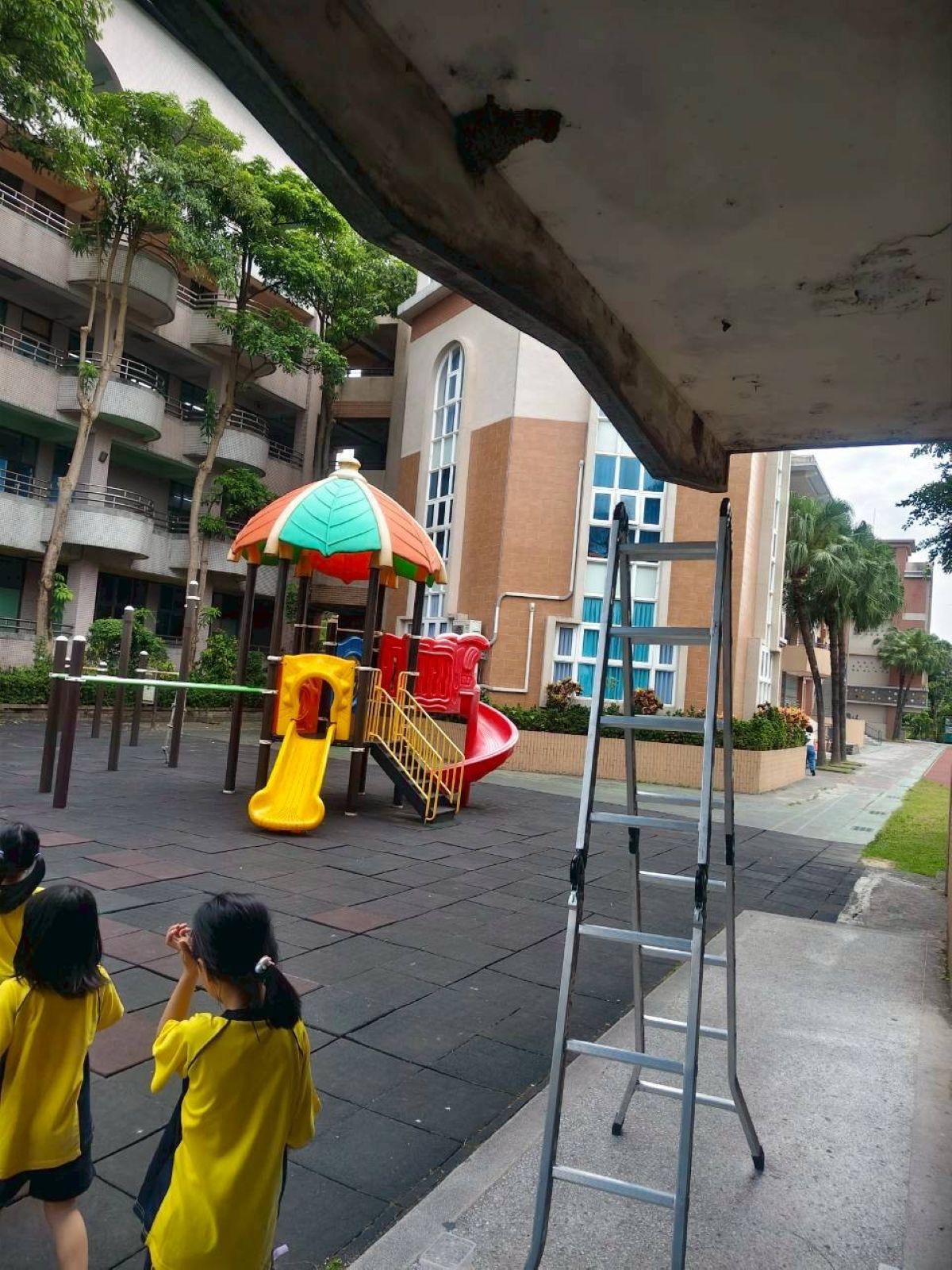  動保處日前接獲通報，於樹林區有家燕雛鳥落巢，動保處隨即派員將雛鳥放回巢內。