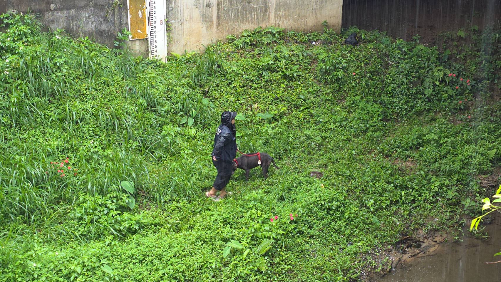 犬隻繫繩牽出橋下
