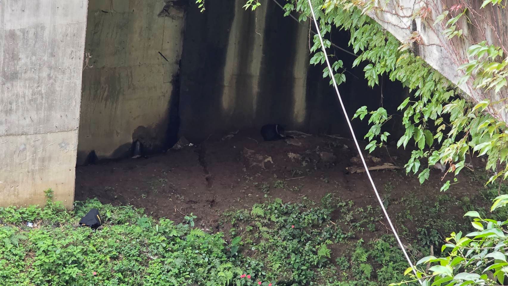 黑犬躲在橋下