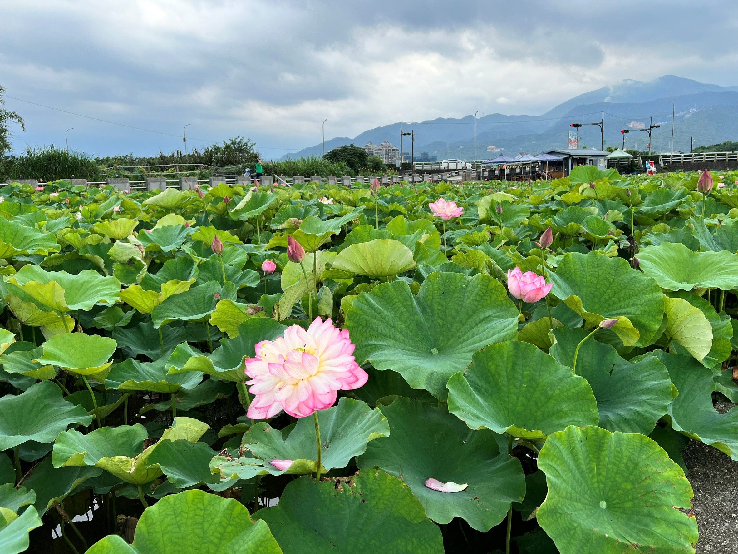 金山六三社區蓮花綻放