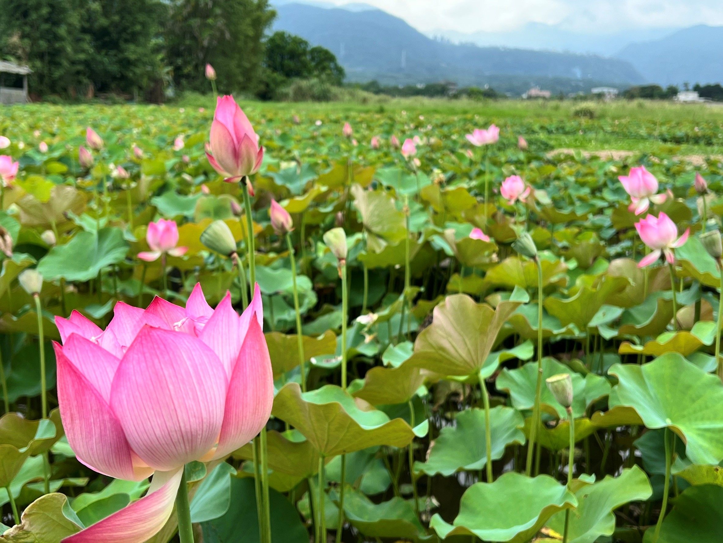 金山六山社區蓮花田