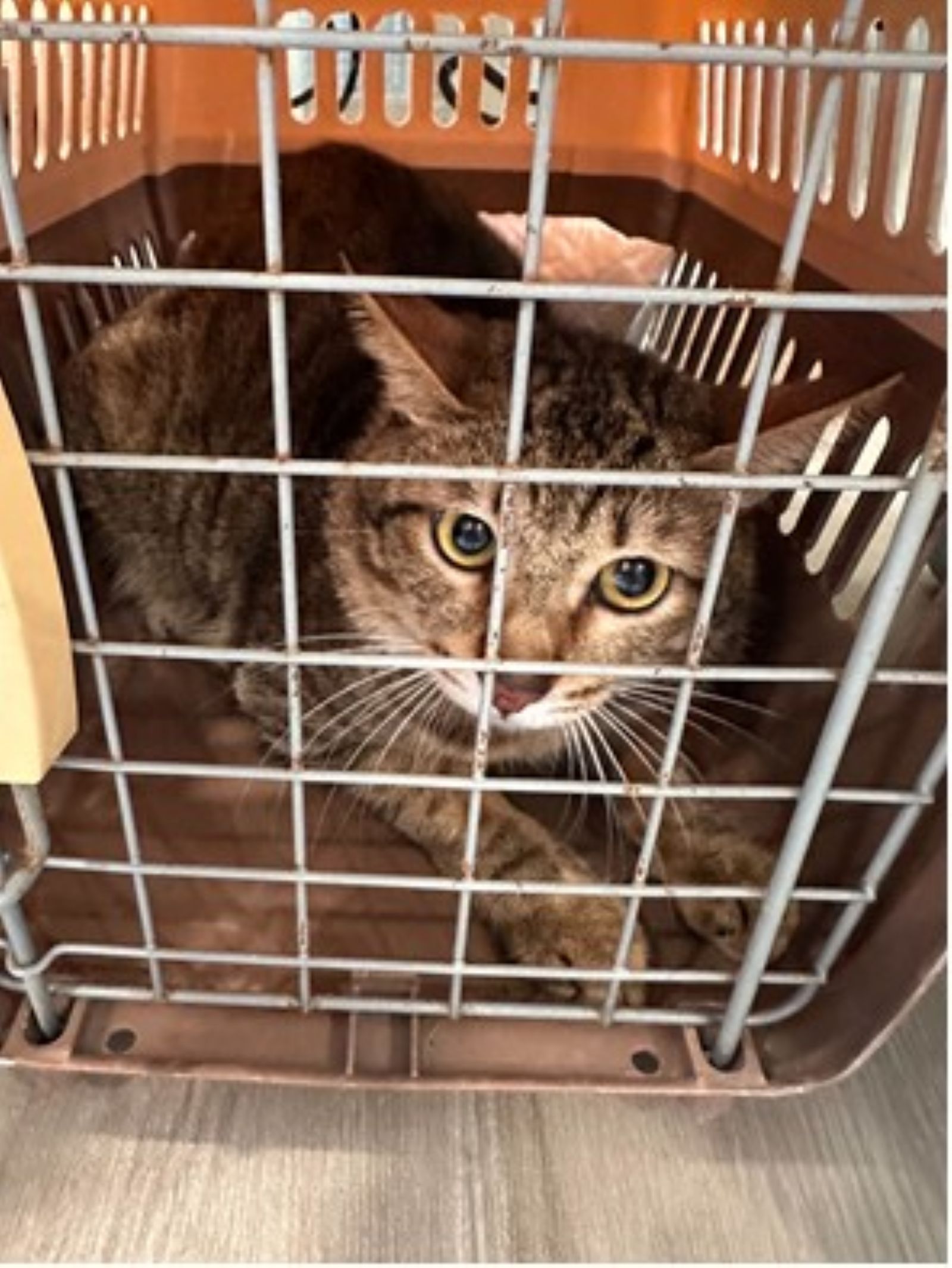 飼主徒留米克斯等死，由動保處收容安置。