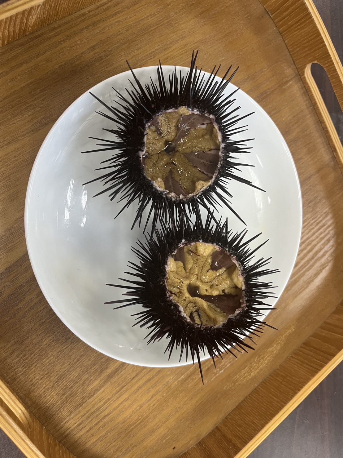 經過人工養殖後生殖腺飽滿的紫海膽