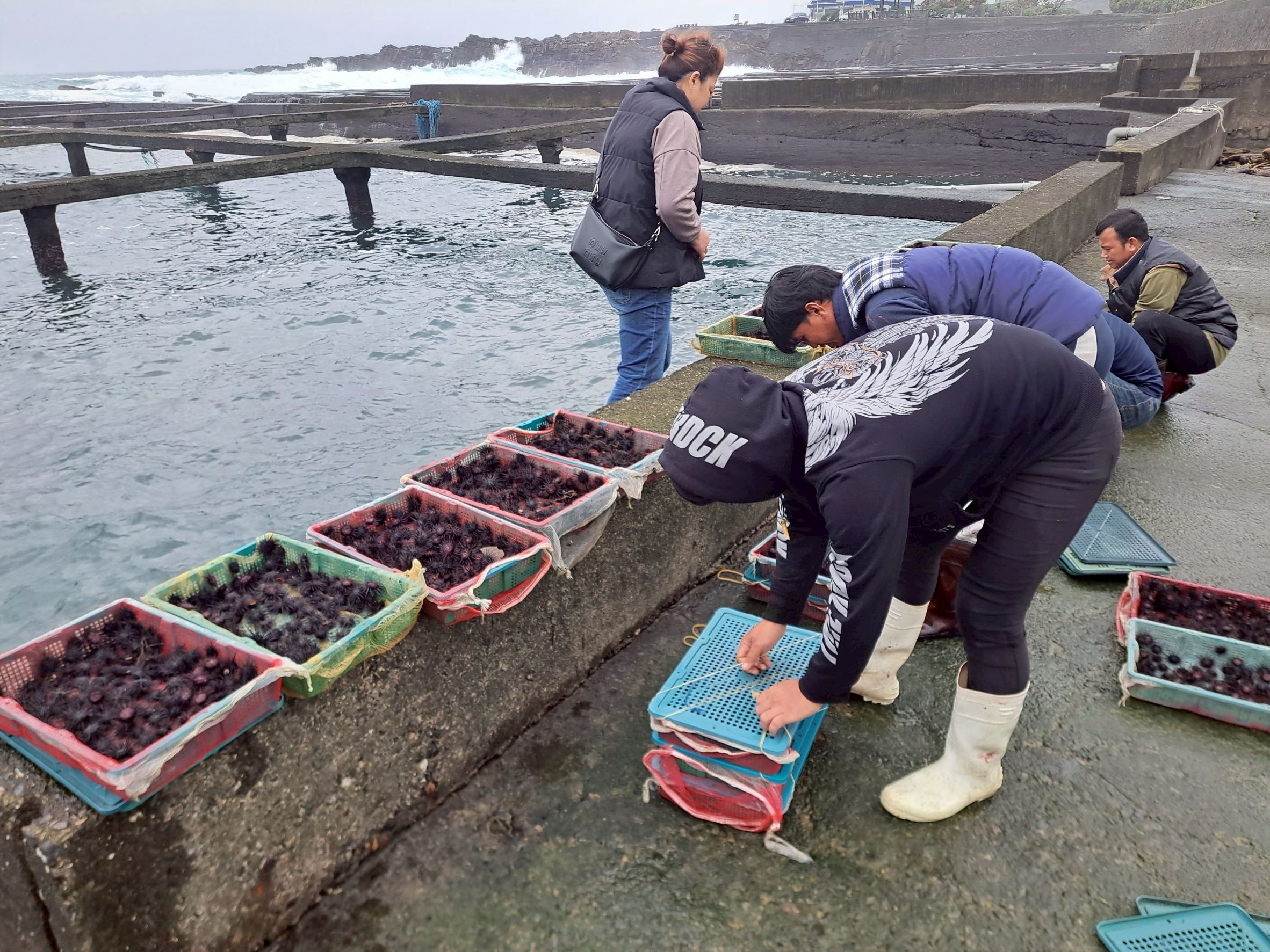 透過放流人工培育的紫海膽，協助恢復海域生態
