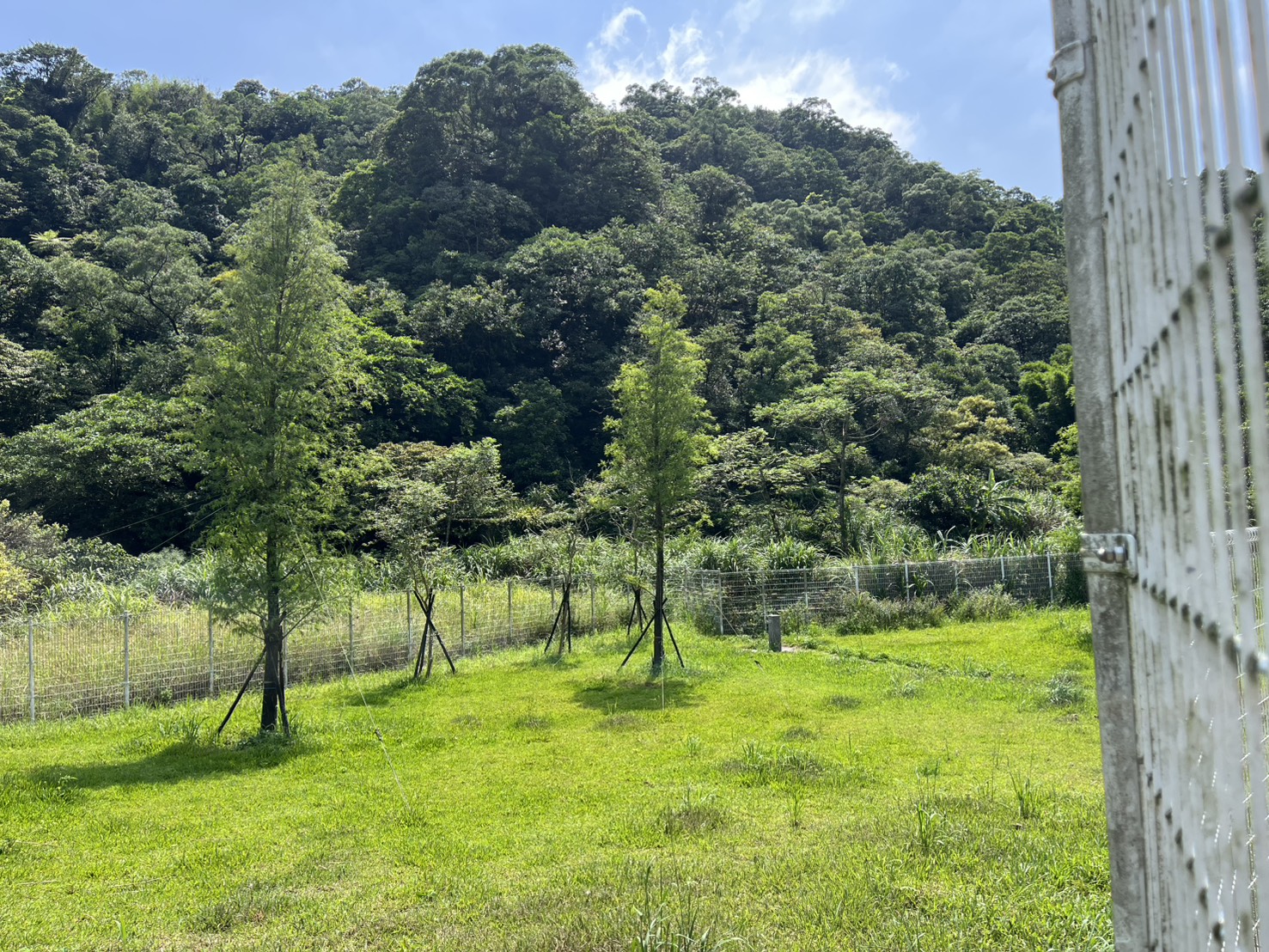動物之家加固樹木