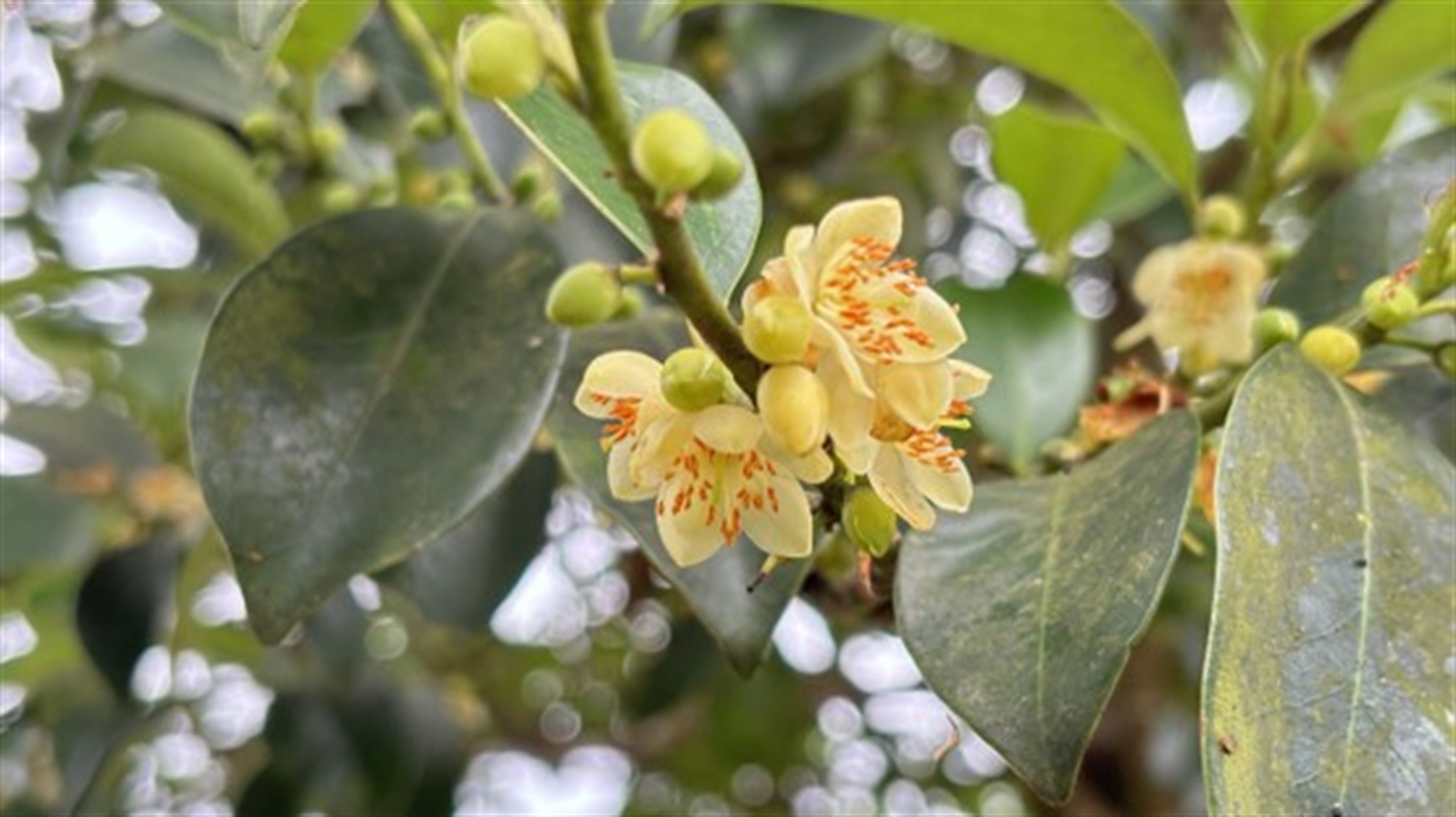 平溪區山林盛開的紅淡比花正是「紅淡蜜」的純淨蜜源