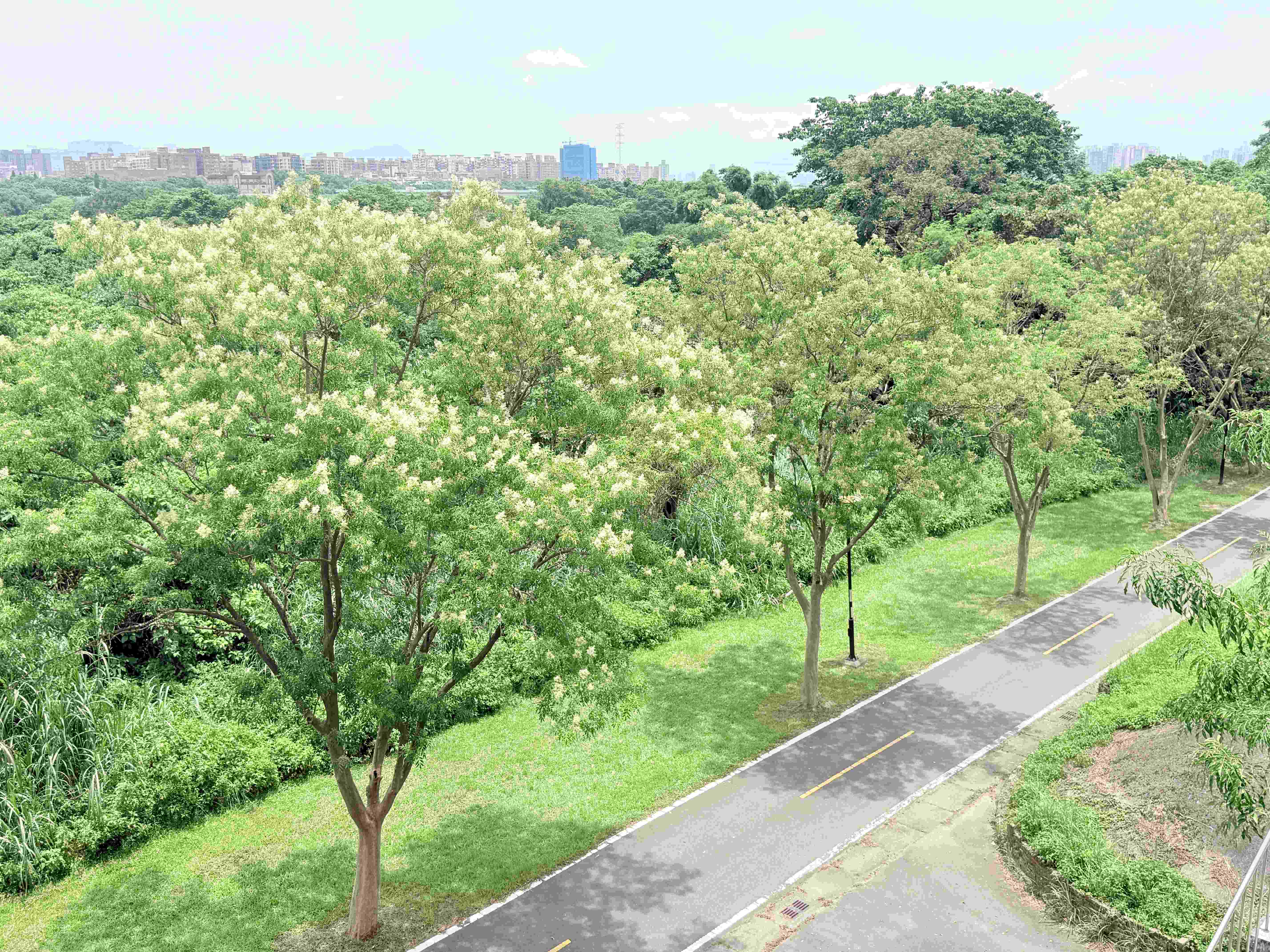  土城河濱光蠟樹綠意成蔭 展現河濱生態風貌