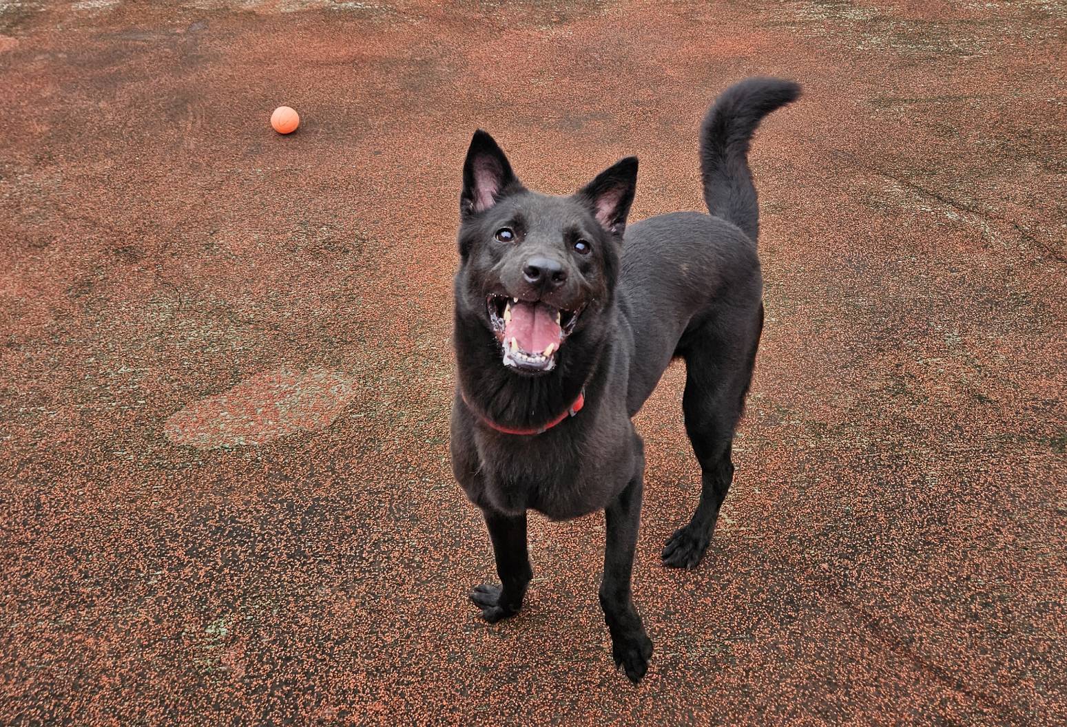 「金馬」小黑犬