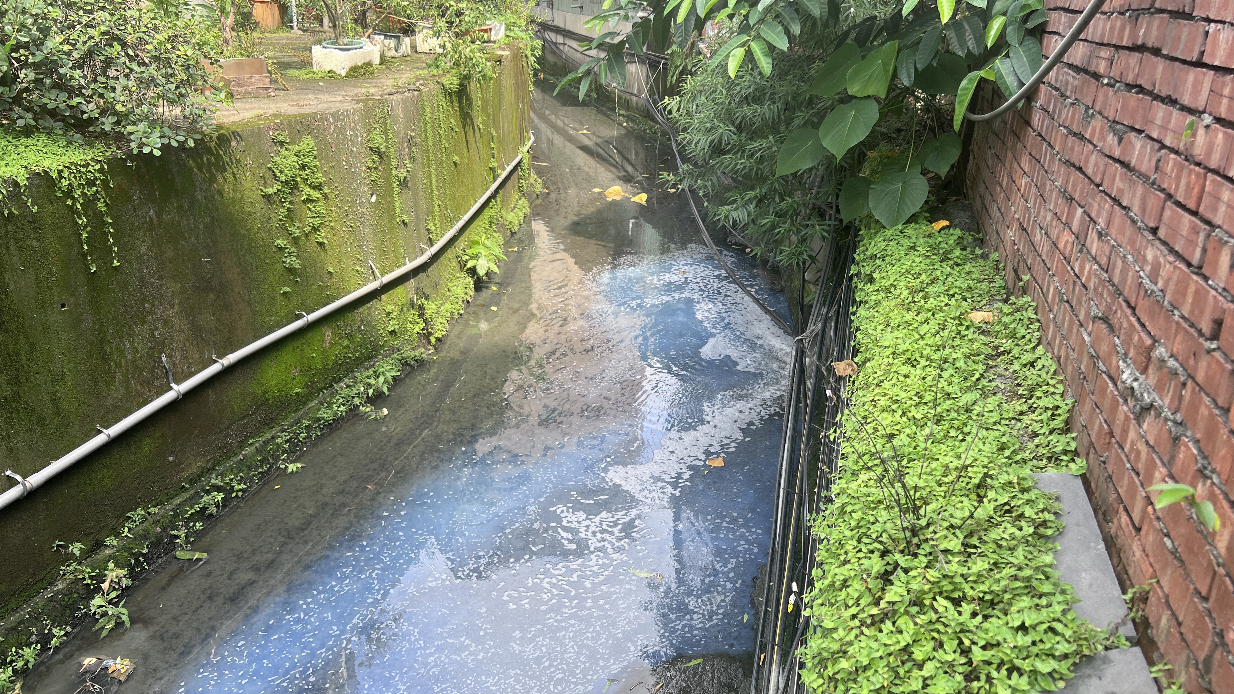 白色廢水流入水溝污染水體
