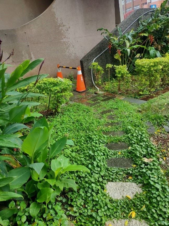 居家環境雜草叢生易導致蛇類出沒。