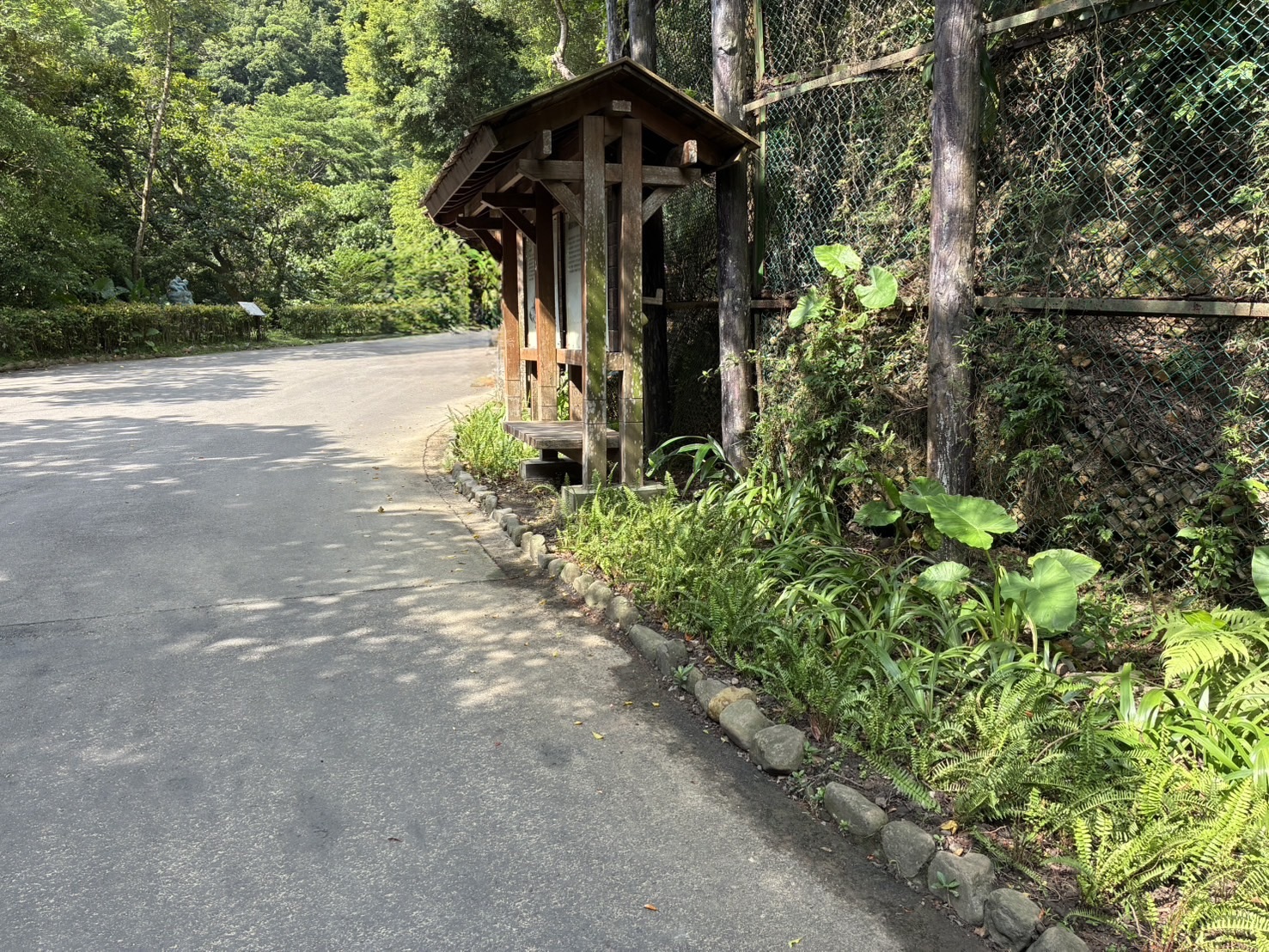 圖2.青年公園步道巴西淵尾及腎蕨。