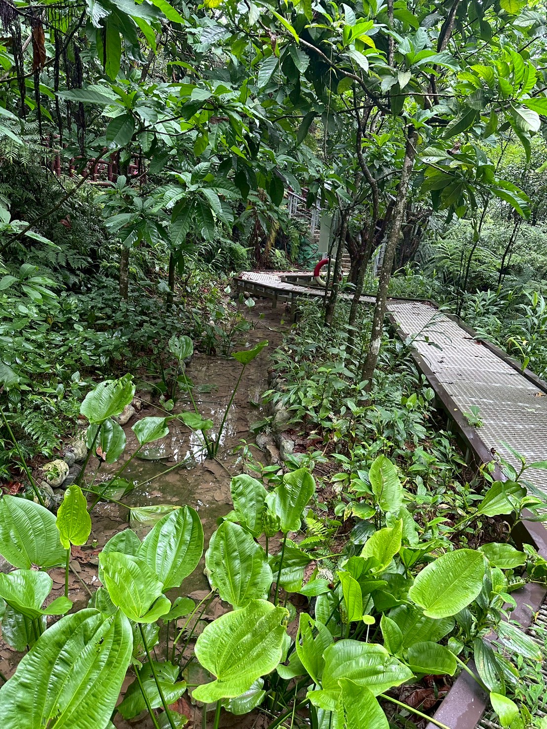 圖3.土城桐花步道生態棧道。