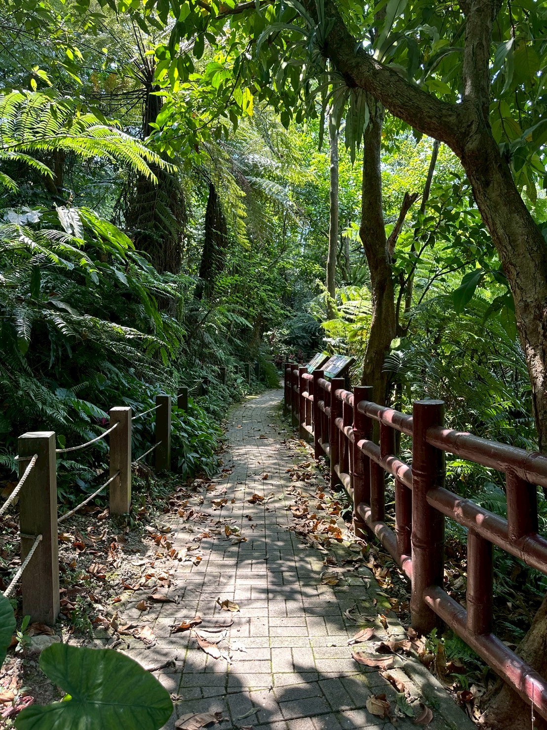 圖4. 土城桐花步道綠意空間。