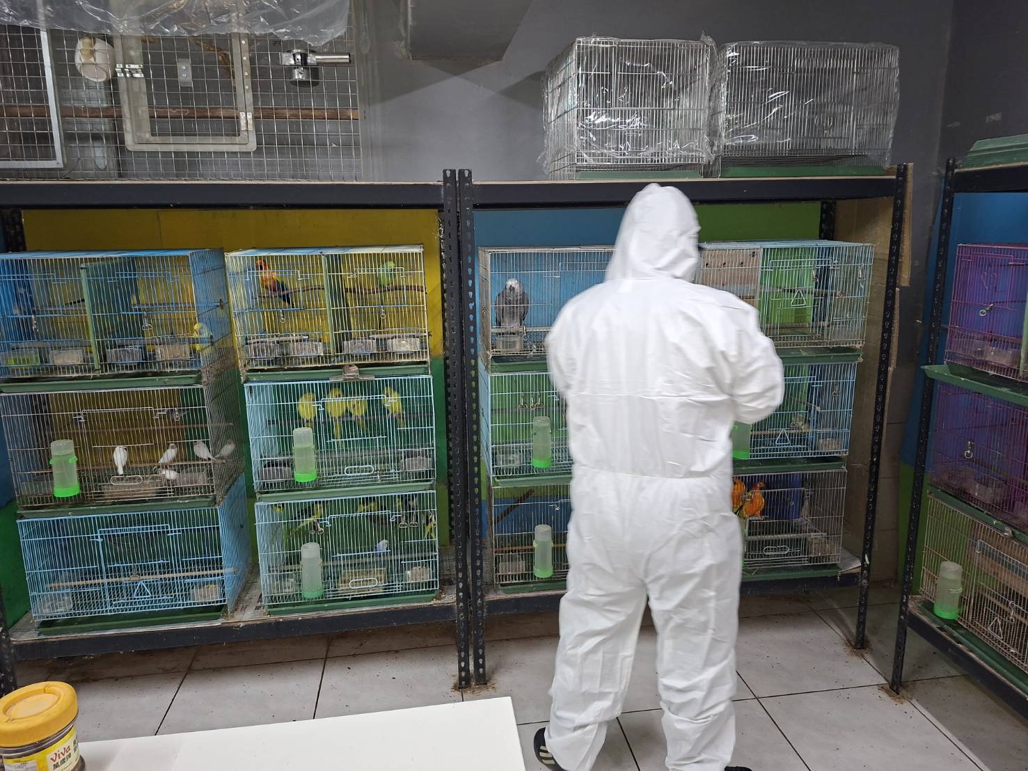 動保處派員至繁殖場及鳥店進行採樣監測
