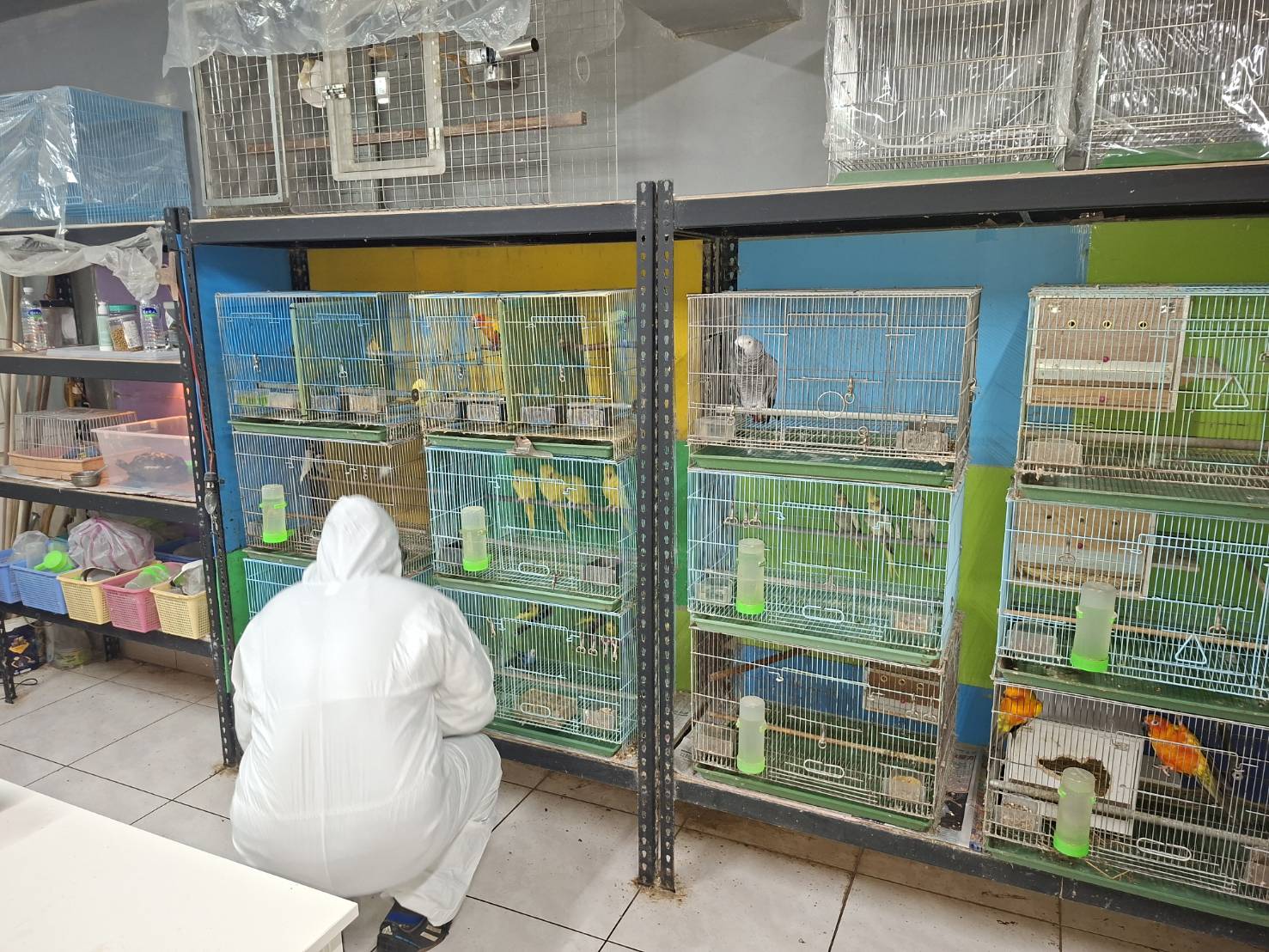 動保處派員至鳥店進行採集鳥類糞便拭子送驗