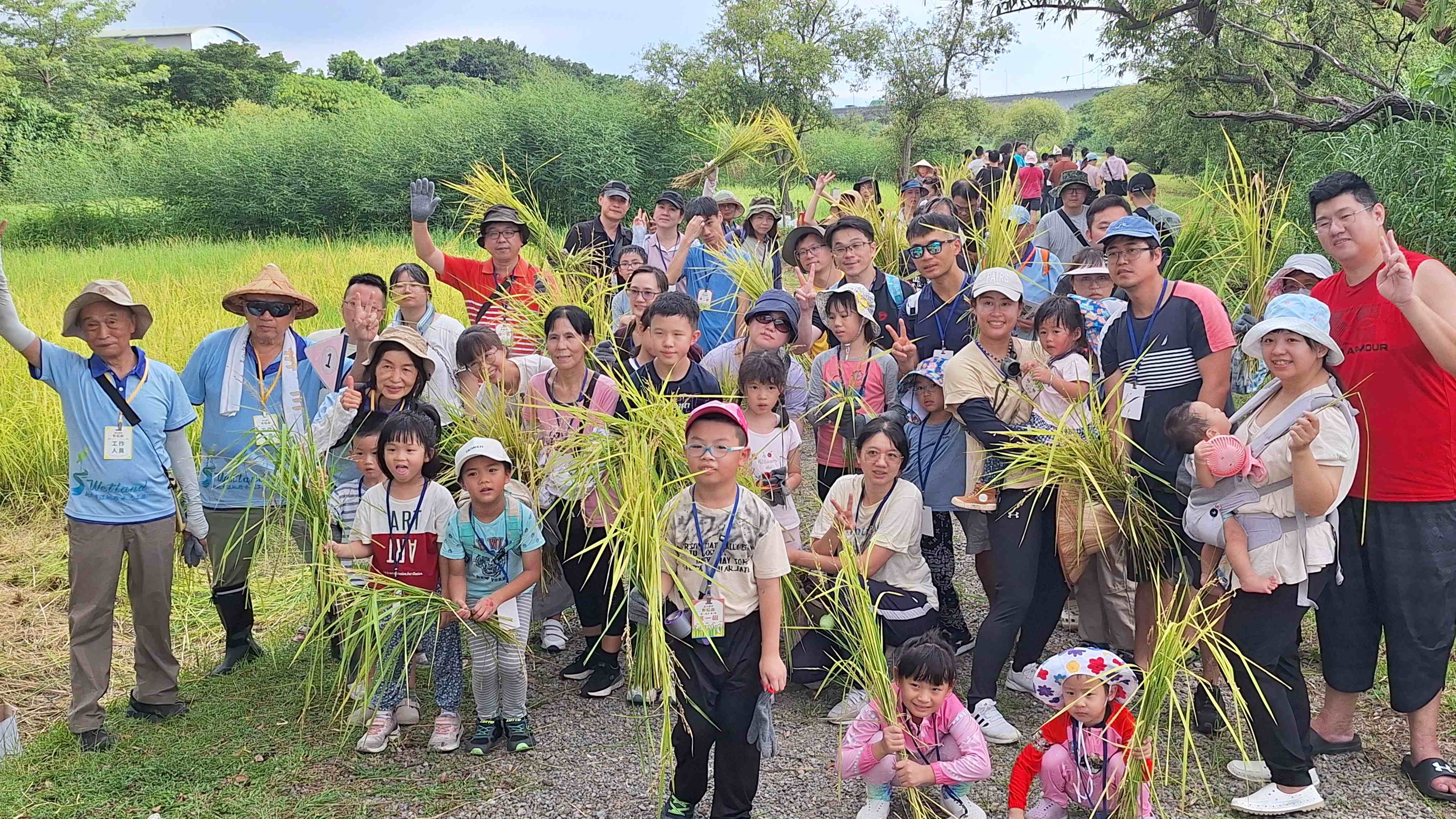  城市割稻體驗