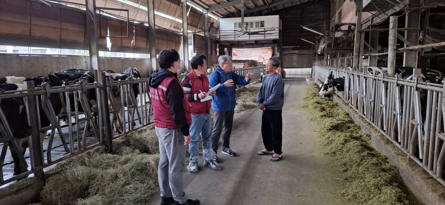 指導牛乾乳期應注意事項