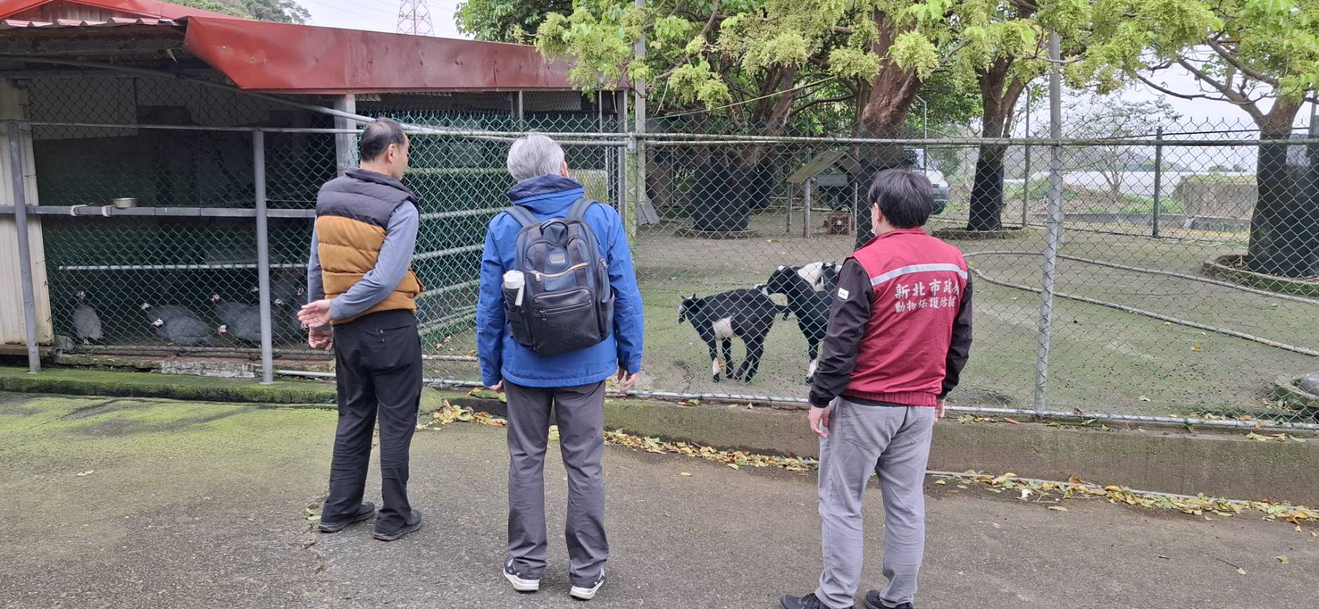 提供羊隻的飼養防疫建議