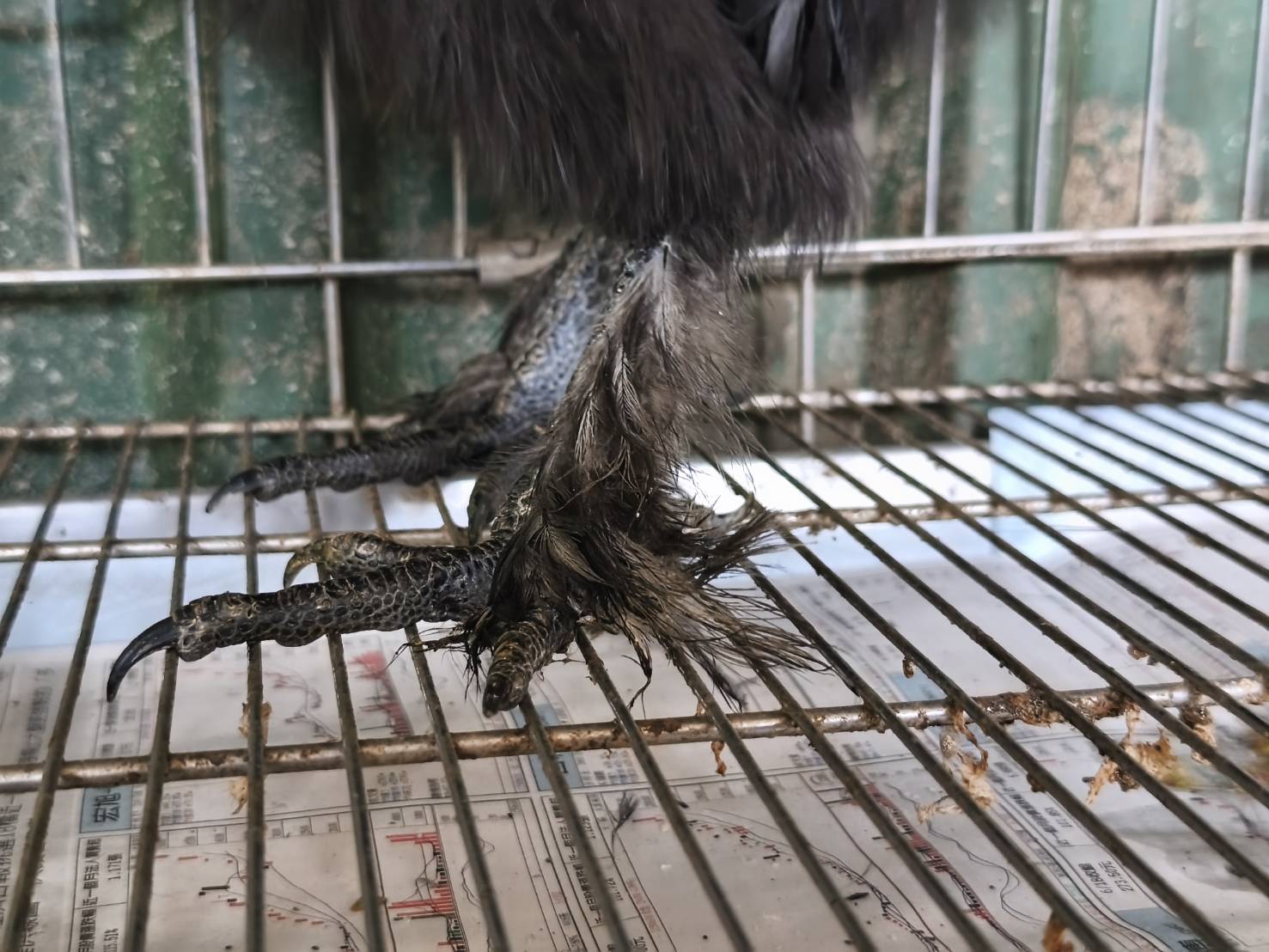 一般雞只有四趾（前三後一），而絲羽烏骨雞天生具有五趾。羽毛一路延伸到腳踝附近，抓握能力佳，適合棲息樹枝或棲架。