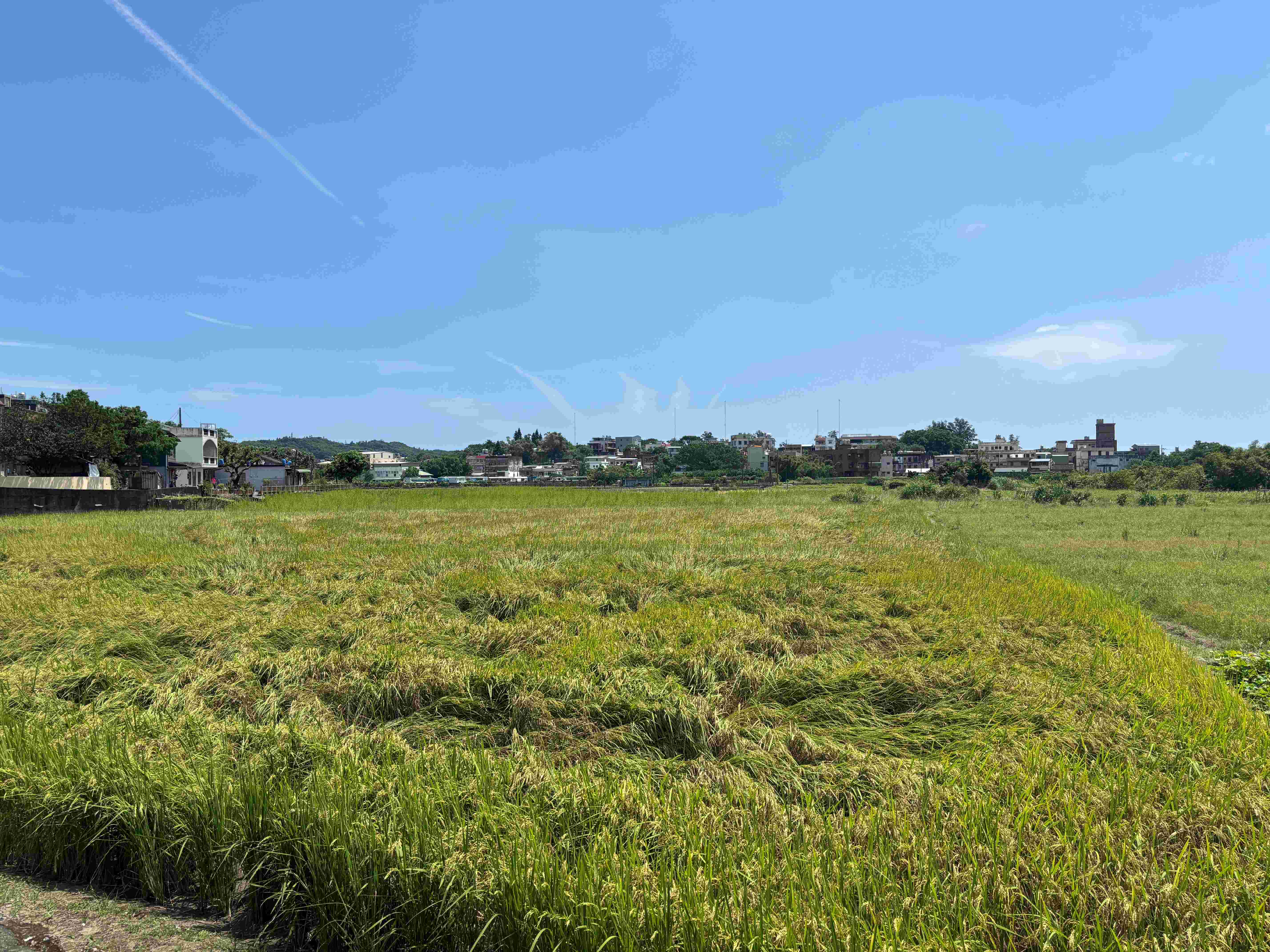  農業部公告林口區、萬里區及金山區為辦理一期水稻農業天然災害現金救助地區01