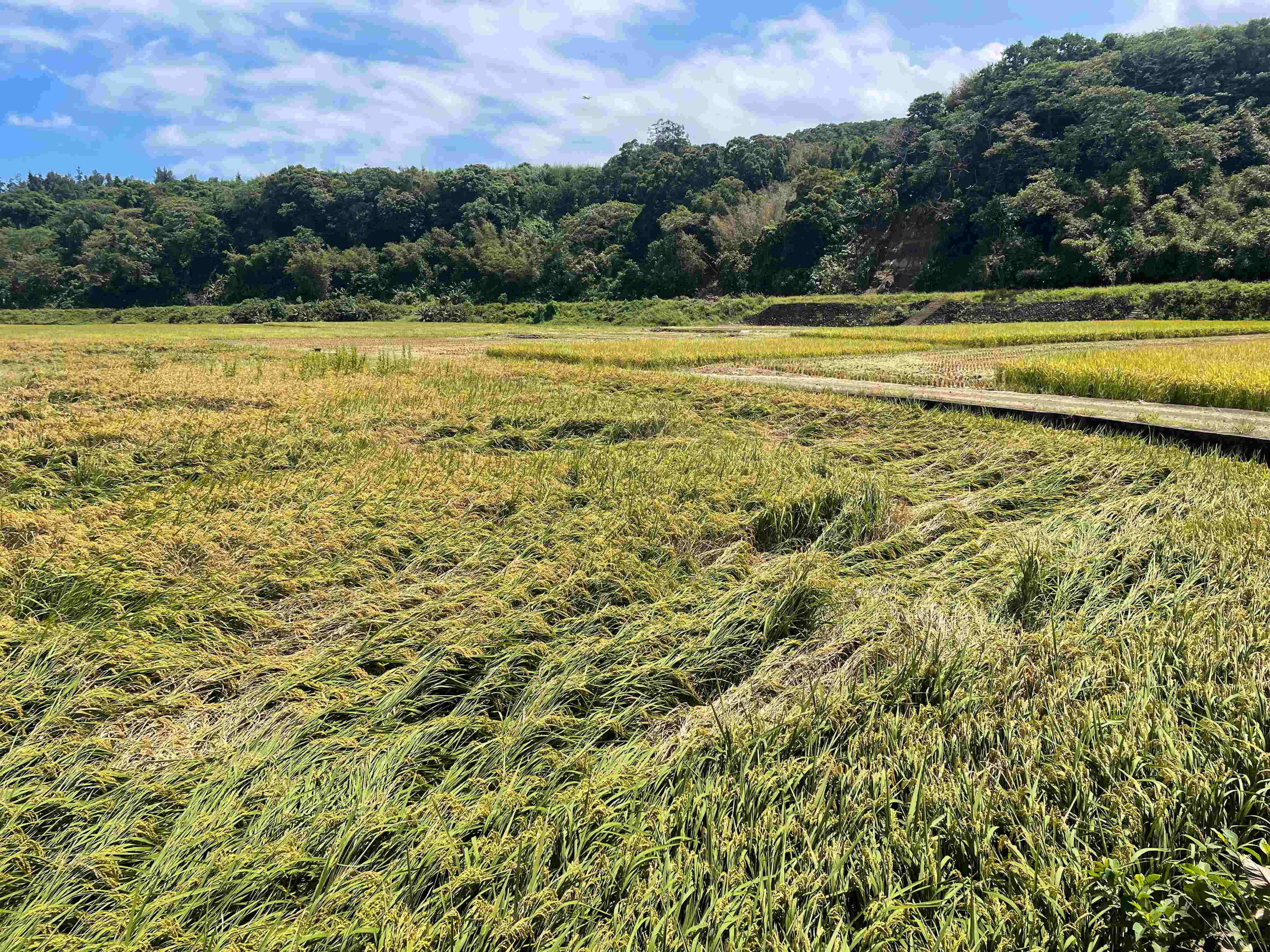  農業部公告林口區、萬里區及金山區為辦理一期水稻農業天然災害現金救助地區02