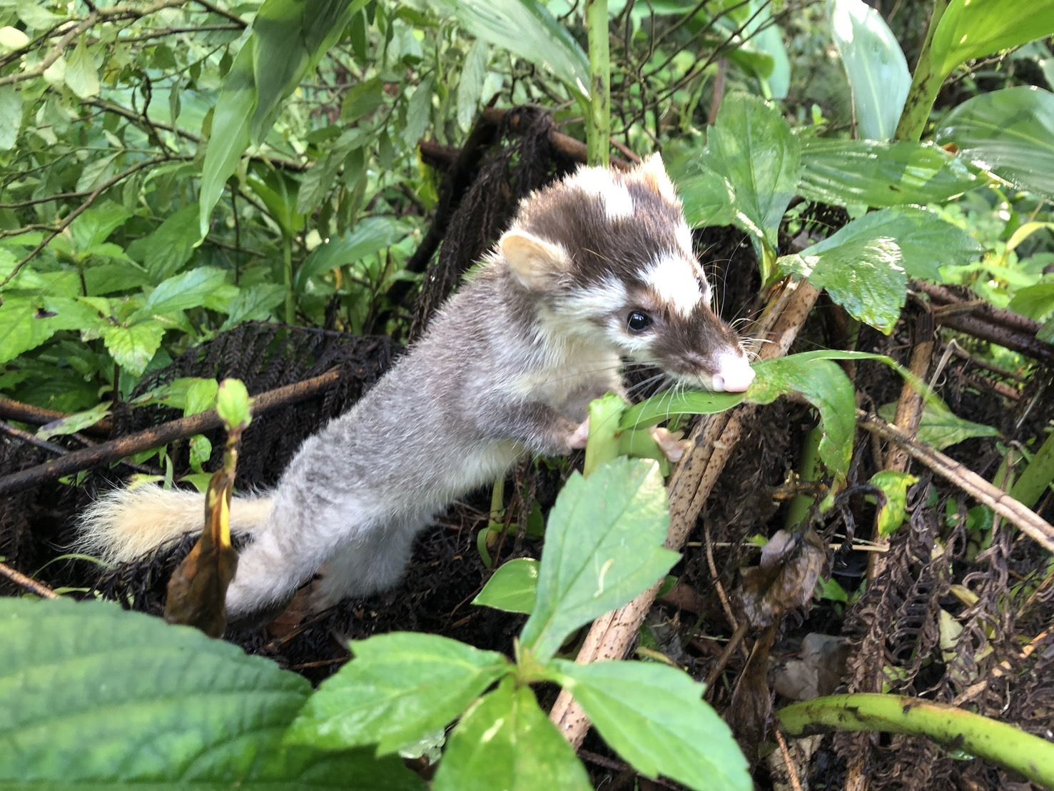  鼬獾，經常誤認為白鼻心，鼬獾為高度狂犬病帶源動物，看到時千萬不要直接觸碰避免咬傷。