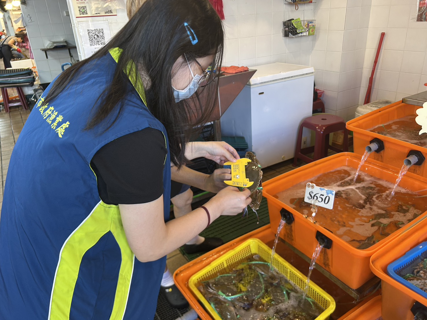 新北市漁業處進行抱卵母蟹稽查