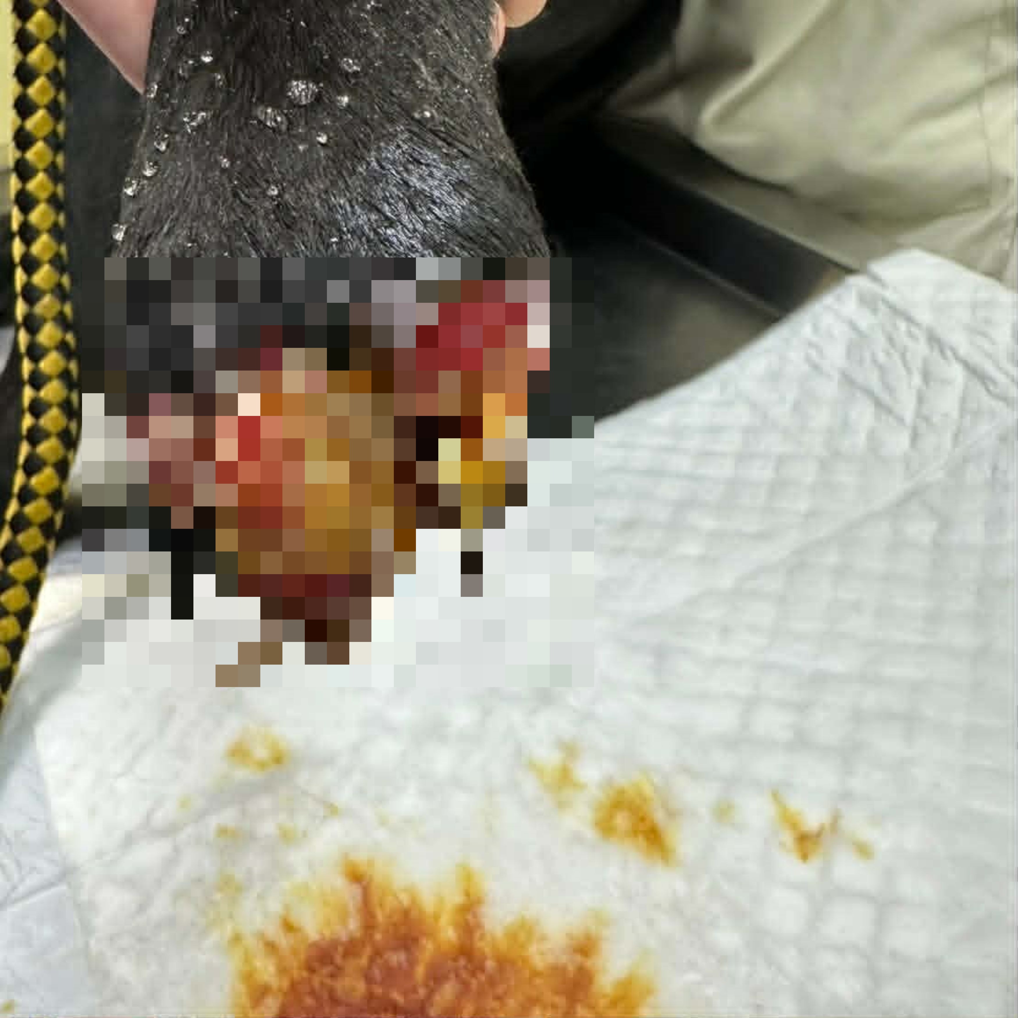 動保處獸醫師緊急為受傷的大黑進行手術與清創。