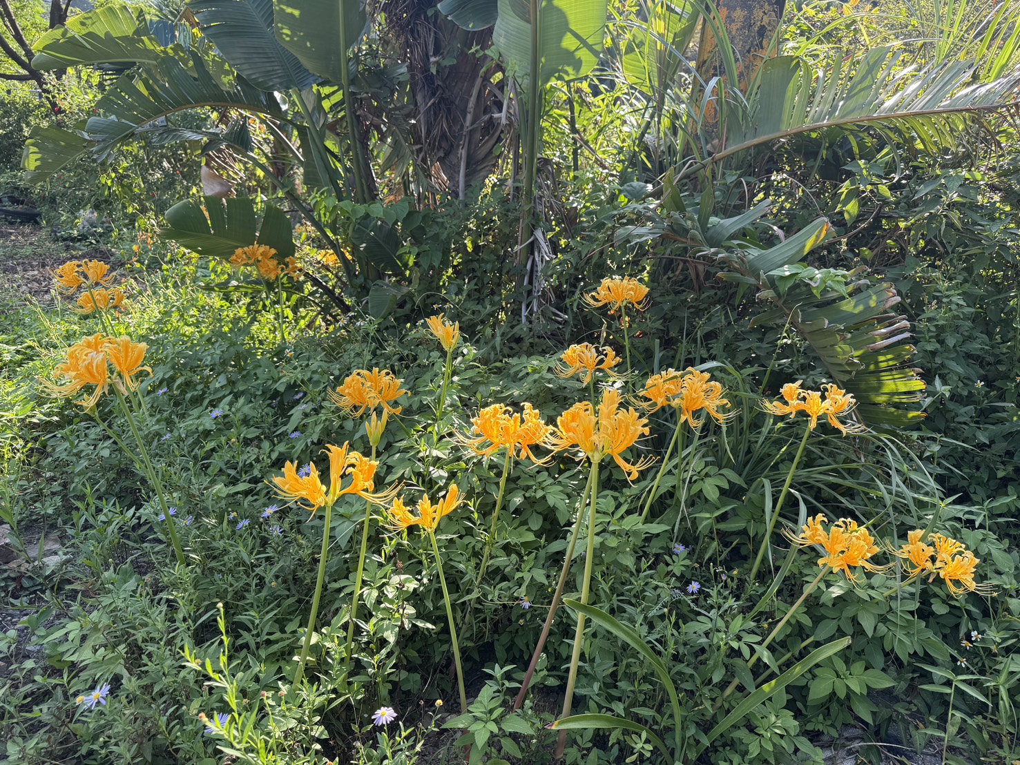 瑞芳三安社區金花石蒜復育