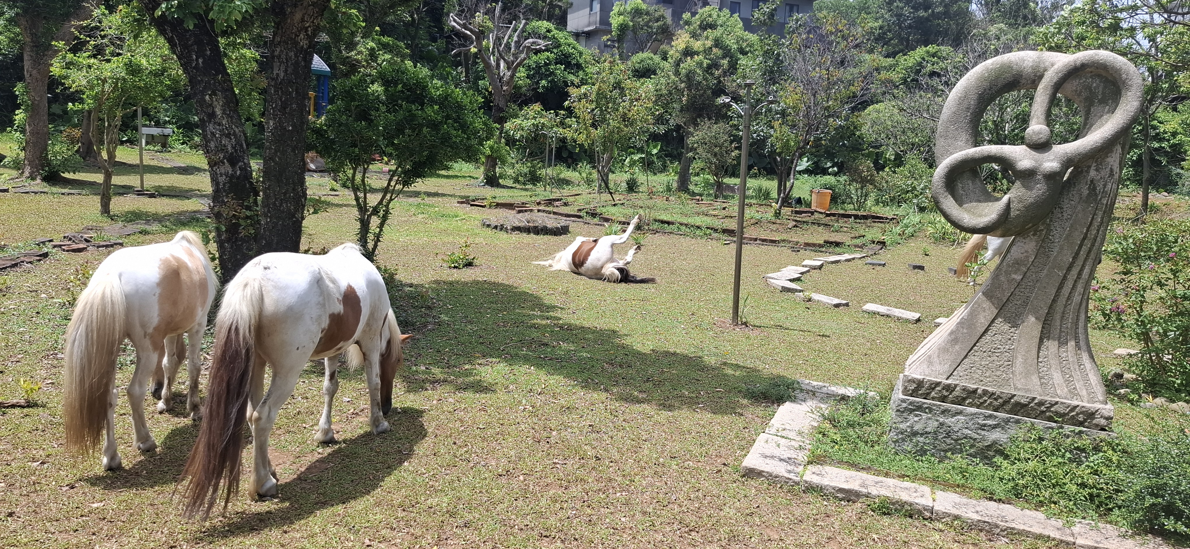 小馬到綠地優閒打滾吃草